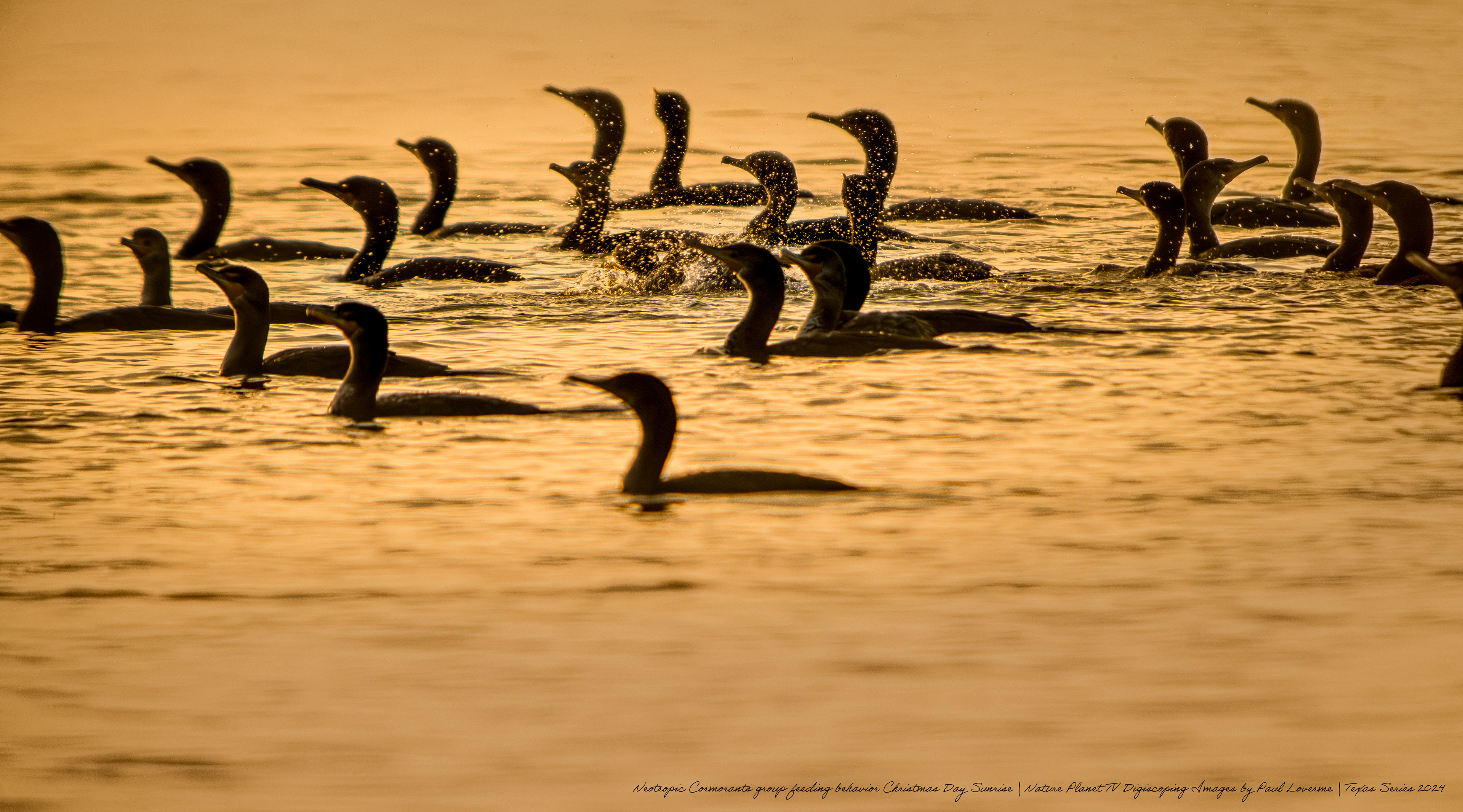 Nature Planet - Neotropic Cormorants