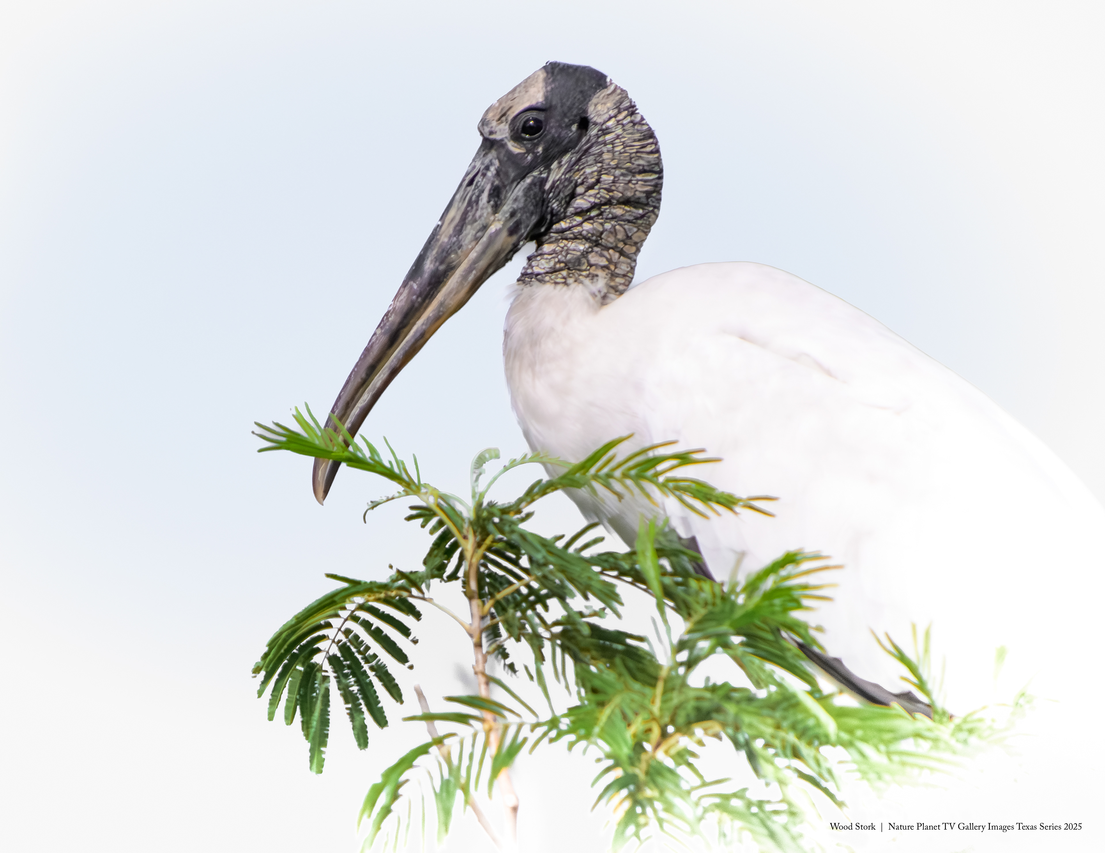 Wood Stork NPTV Images