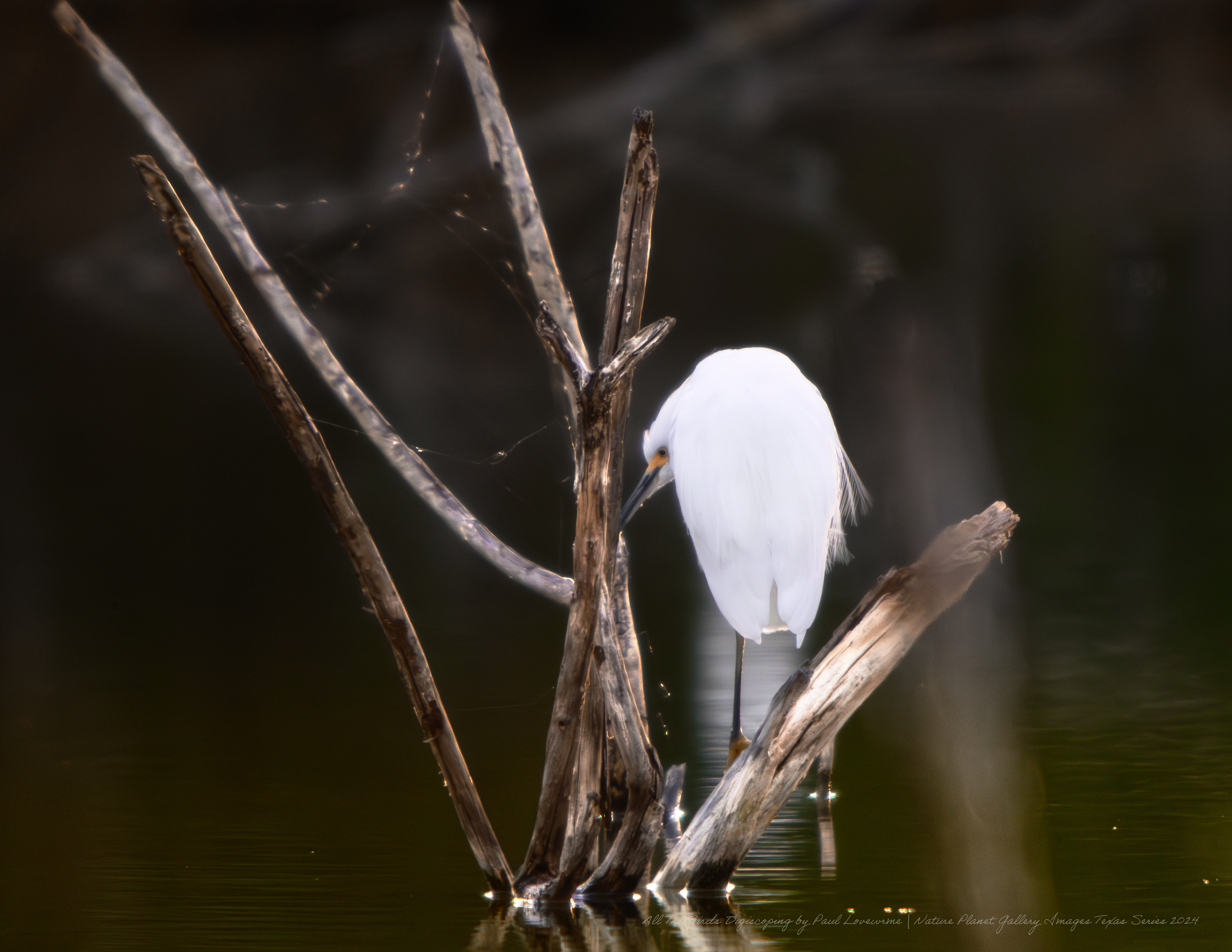 Nature Planet digiscoping photo Snowy Egret roosting twilight 100 yards