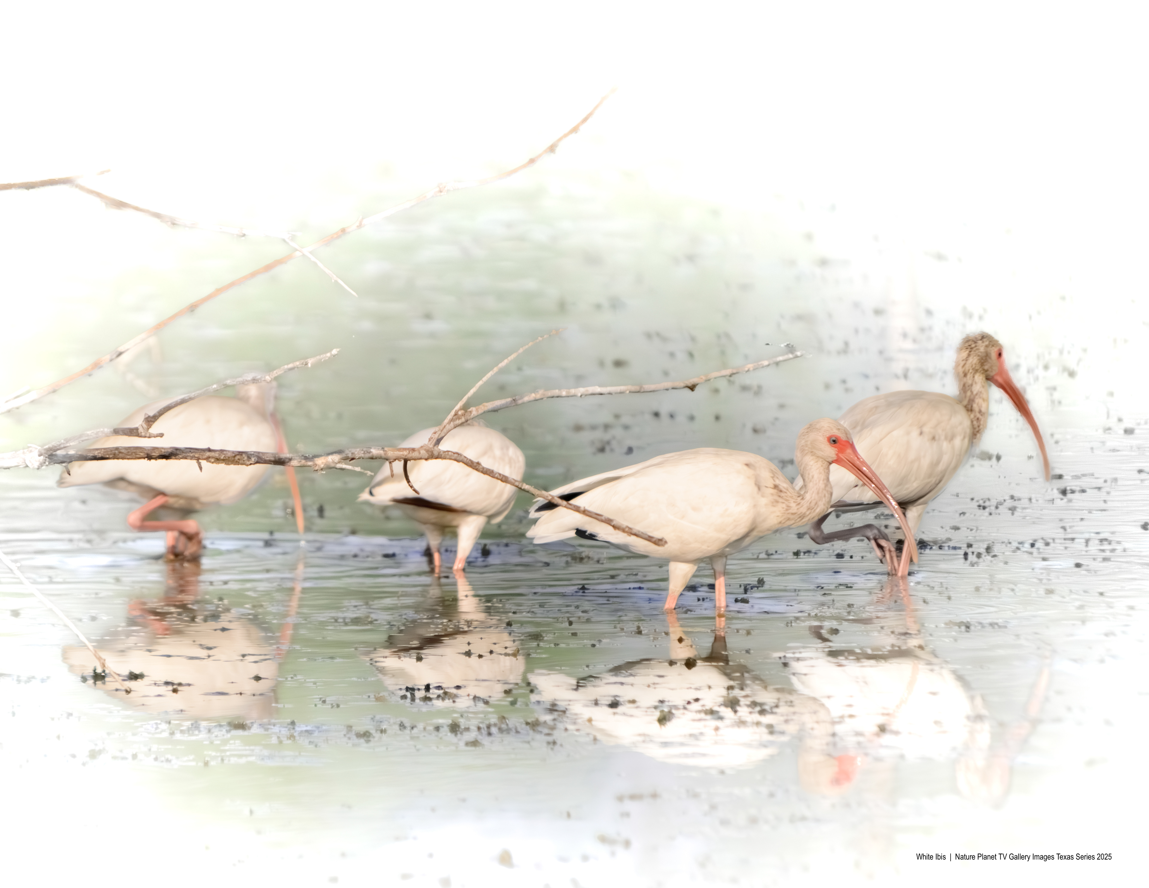 White Ibis NPTV Images