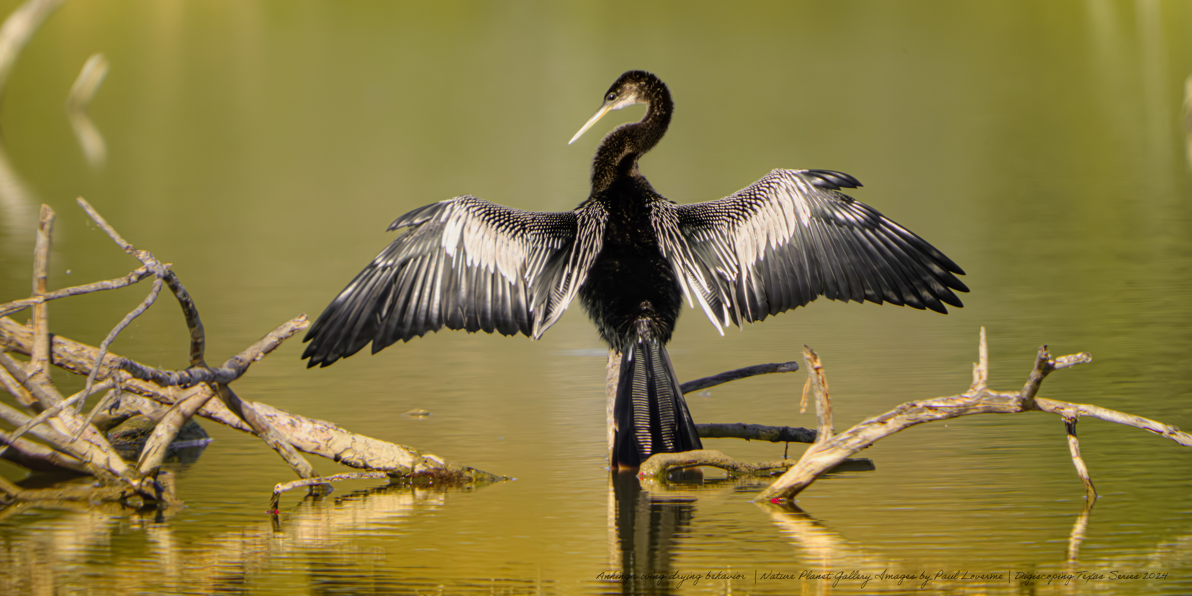 Nature Planet - Anhinga wing drying behavior