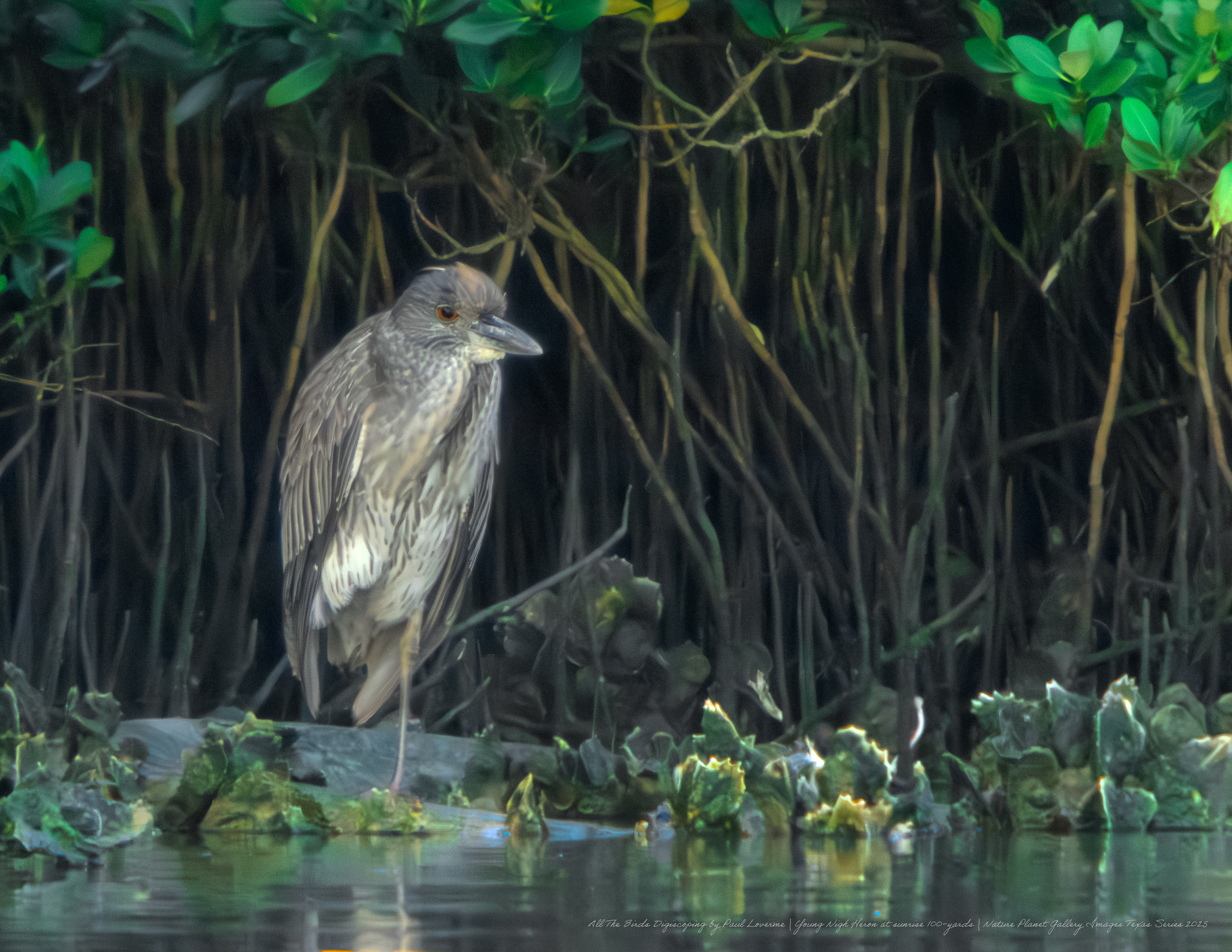 Nature Planet digiscoping photo young Night Heron sunrise shadows