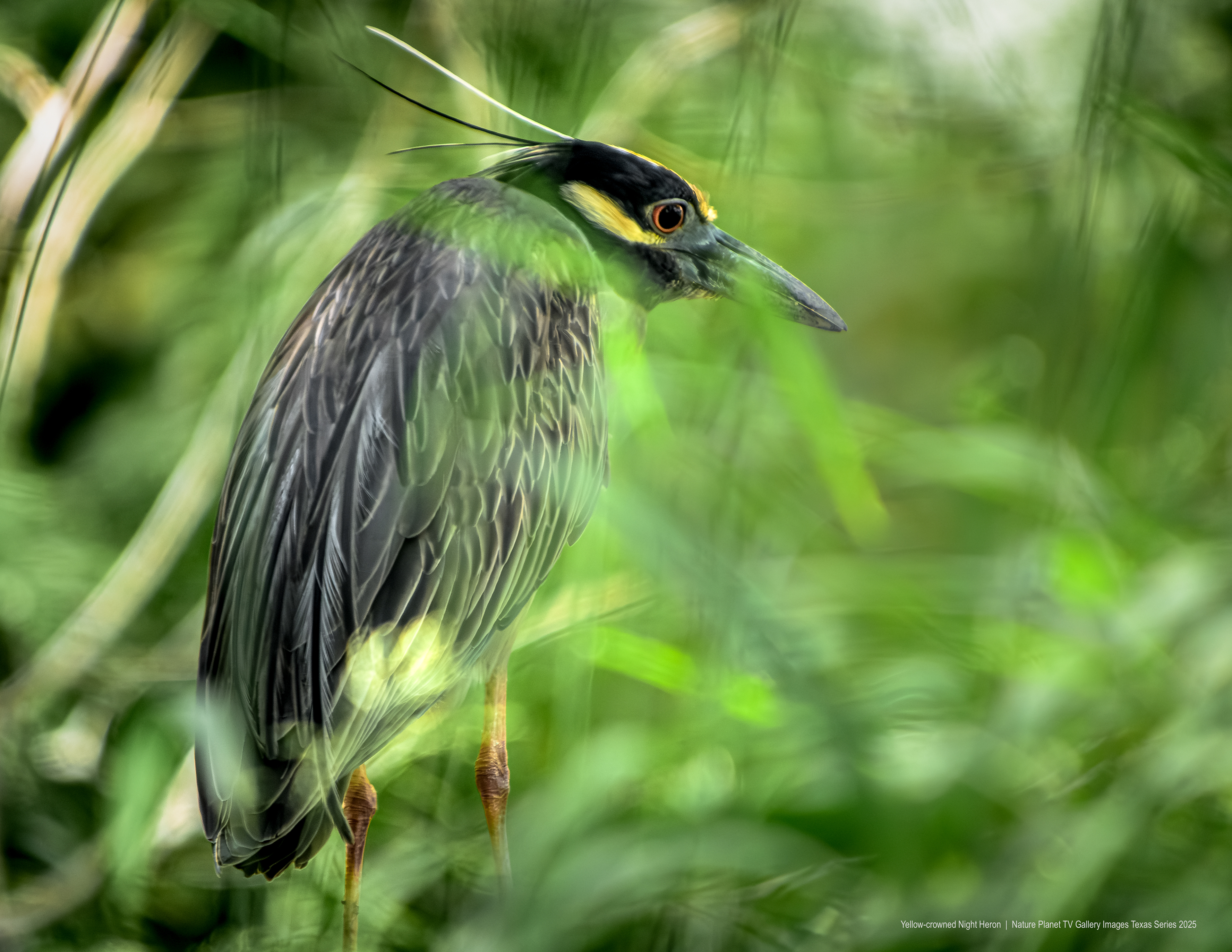 Yellow-crowned Night Heron NPTV Images