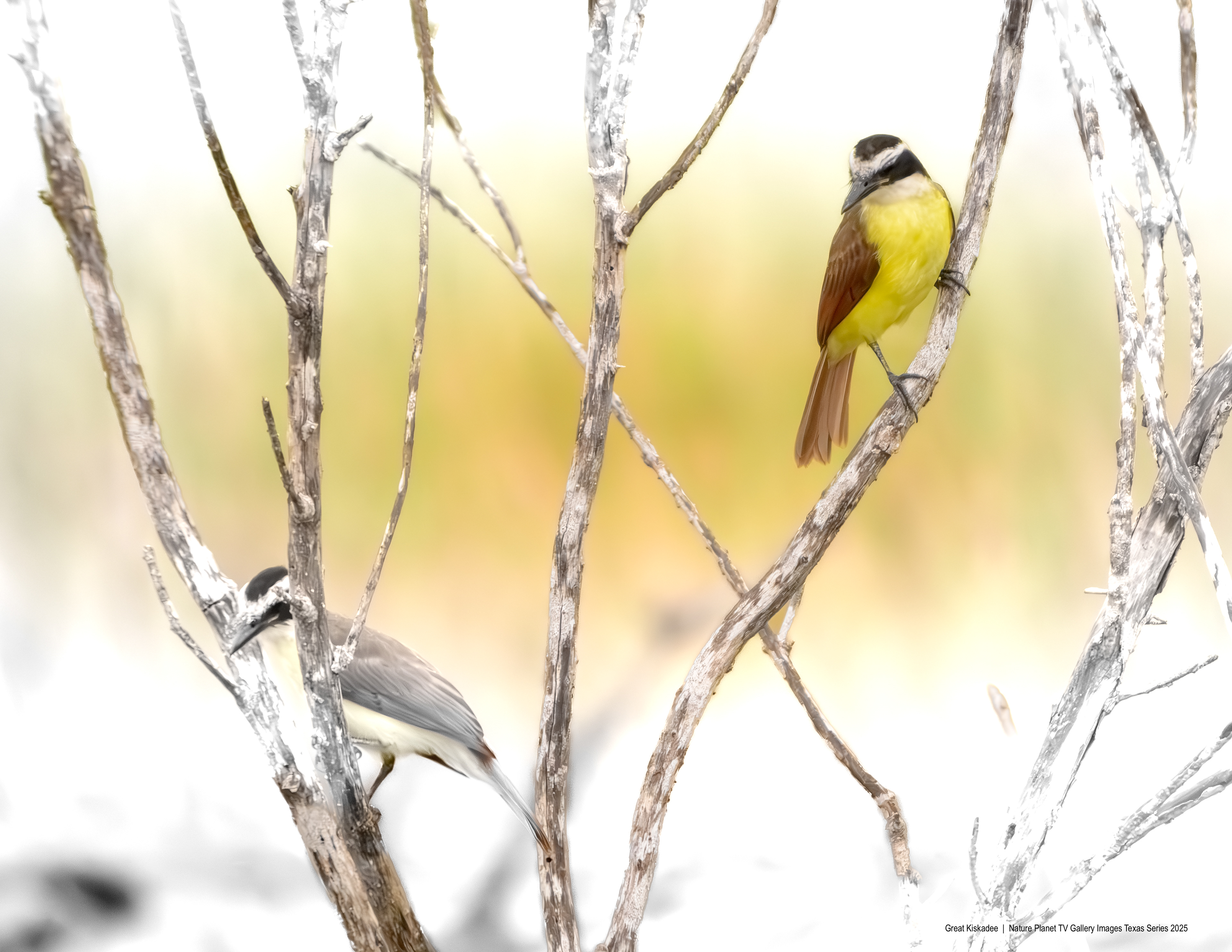 Great Kiskadee NPTV images