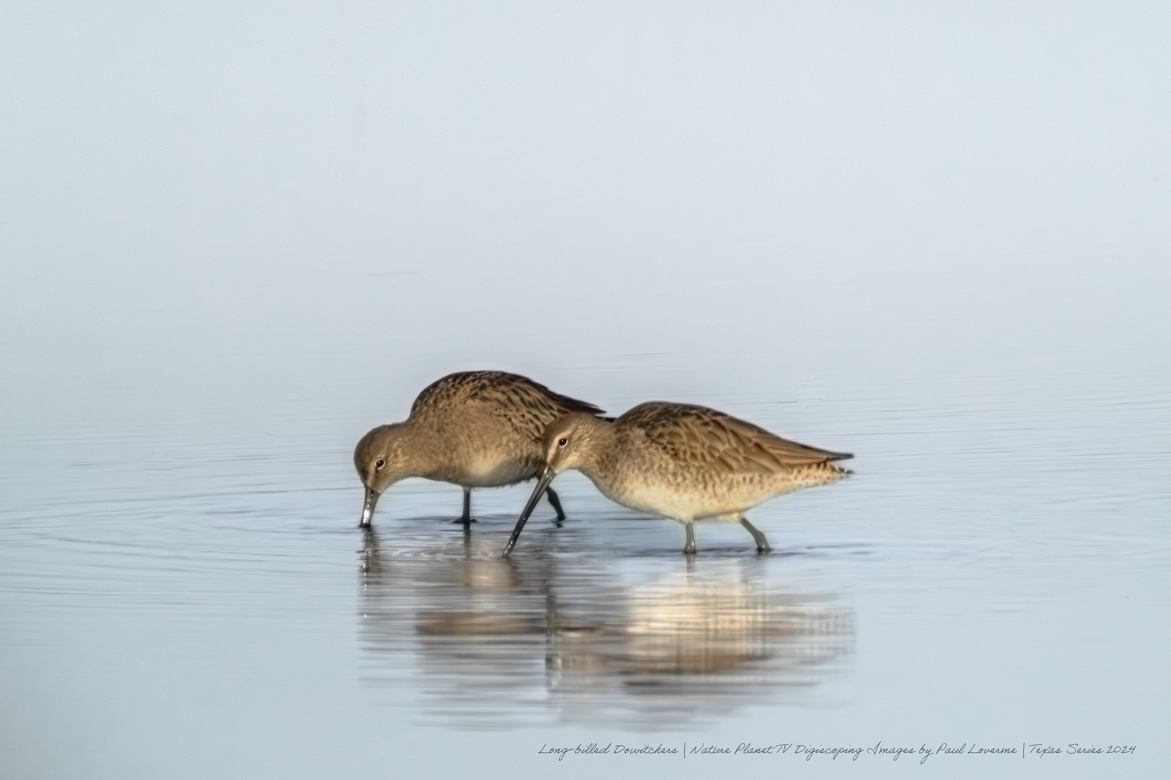 Nature Planet - Long-billed Dowitchers