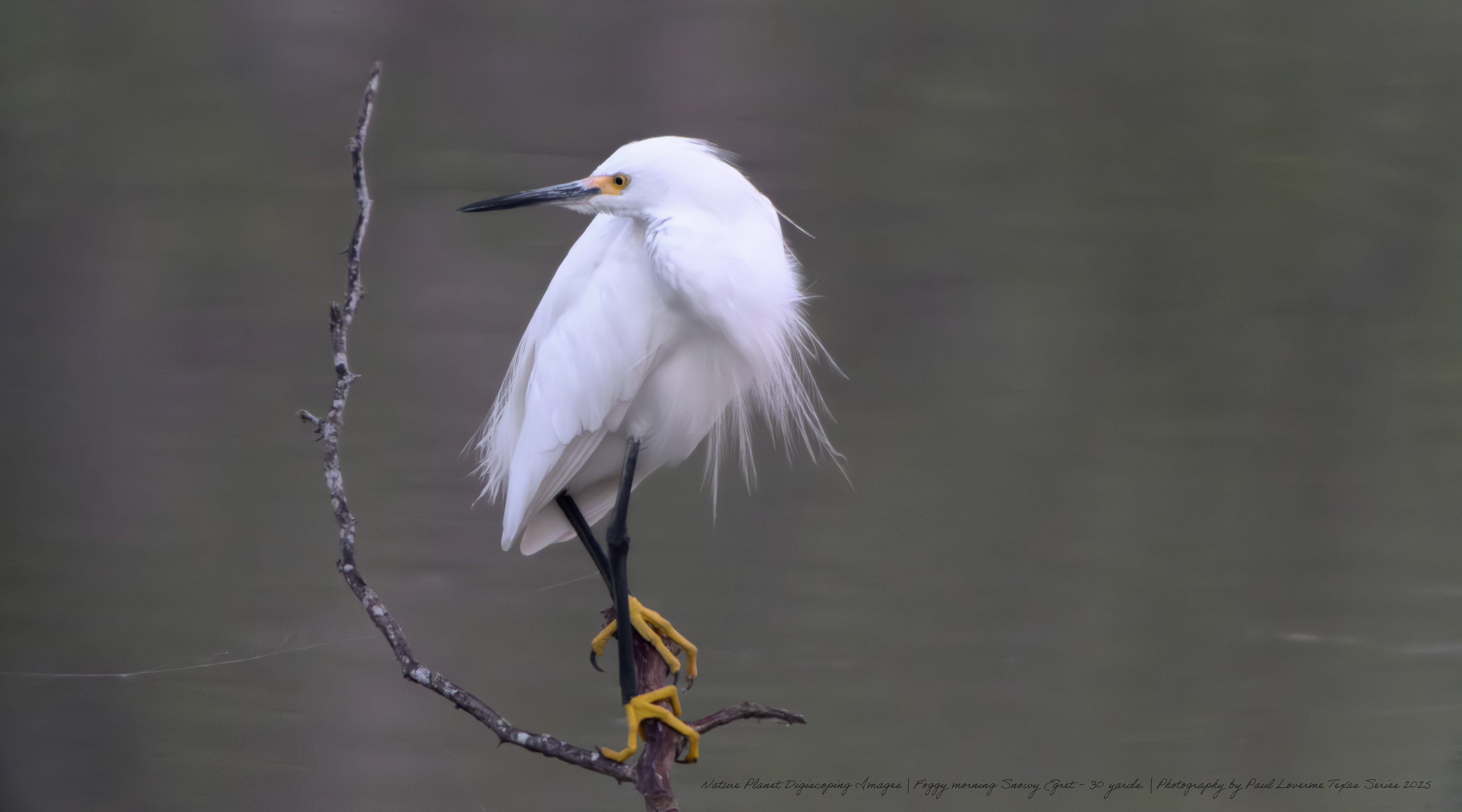 Snowy Egret early morning fog