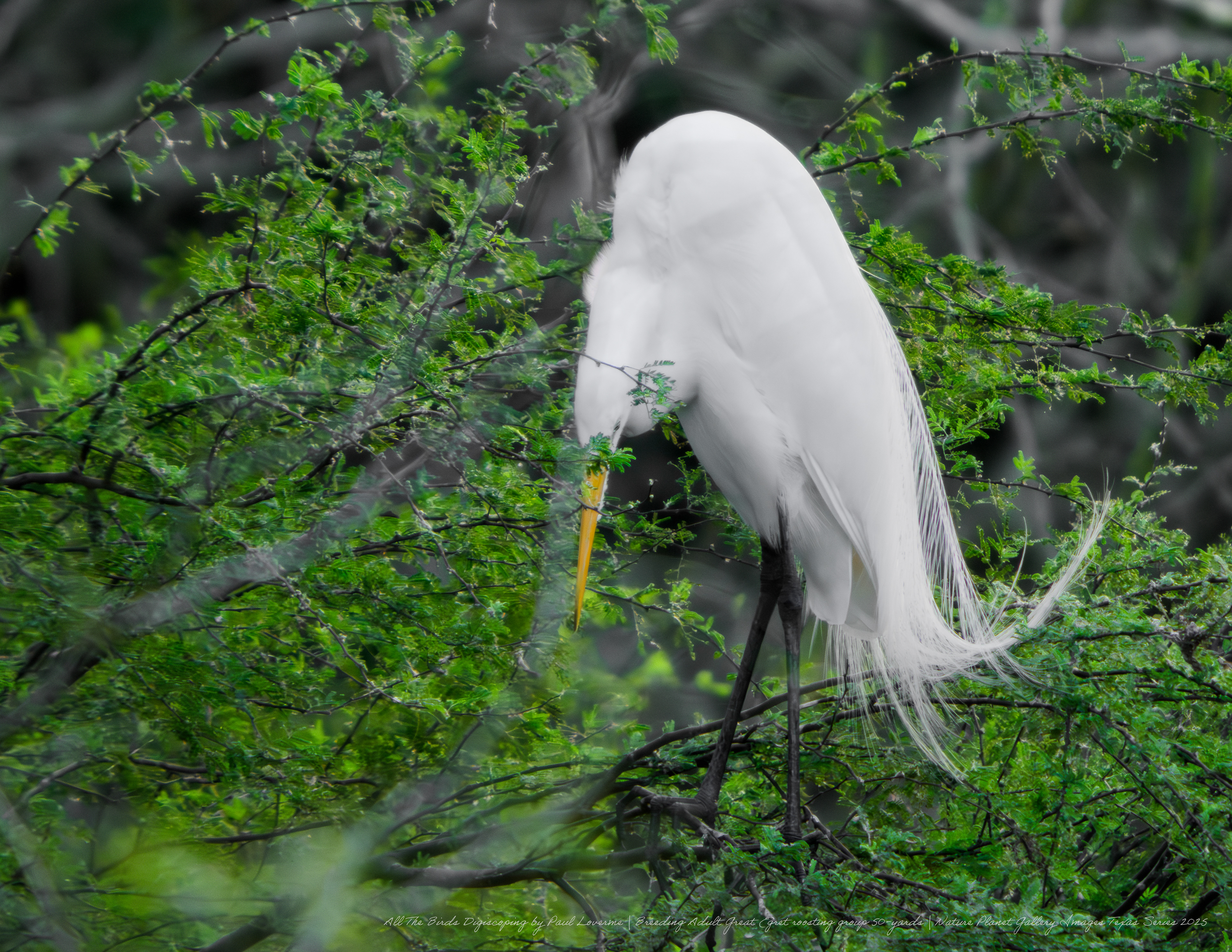Nature Planet digiscoping photo Breeding Adult Great Egret male wispy feathers 50-yartds