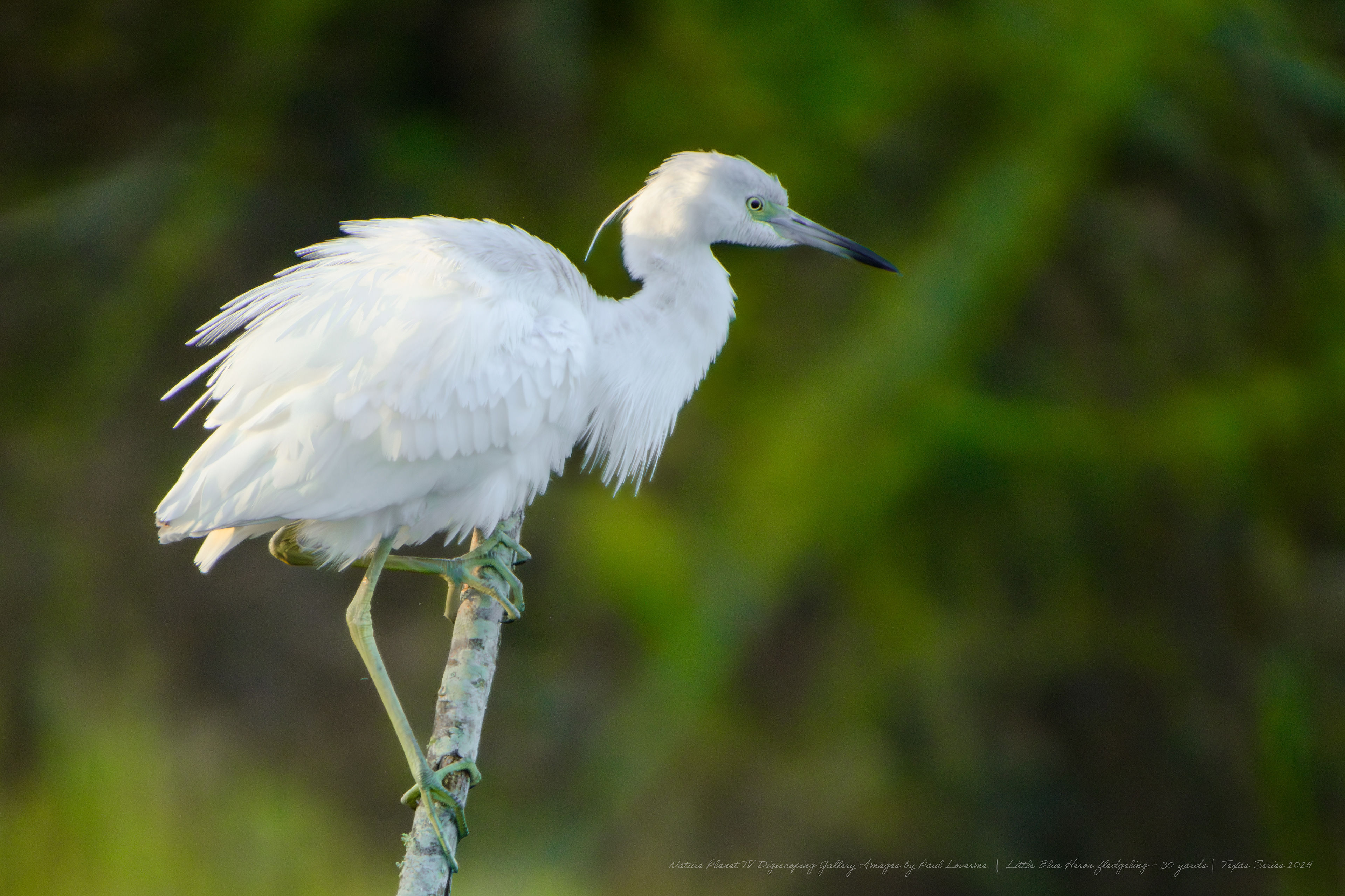 Nature Planet - Little Blue Heron fledgeling