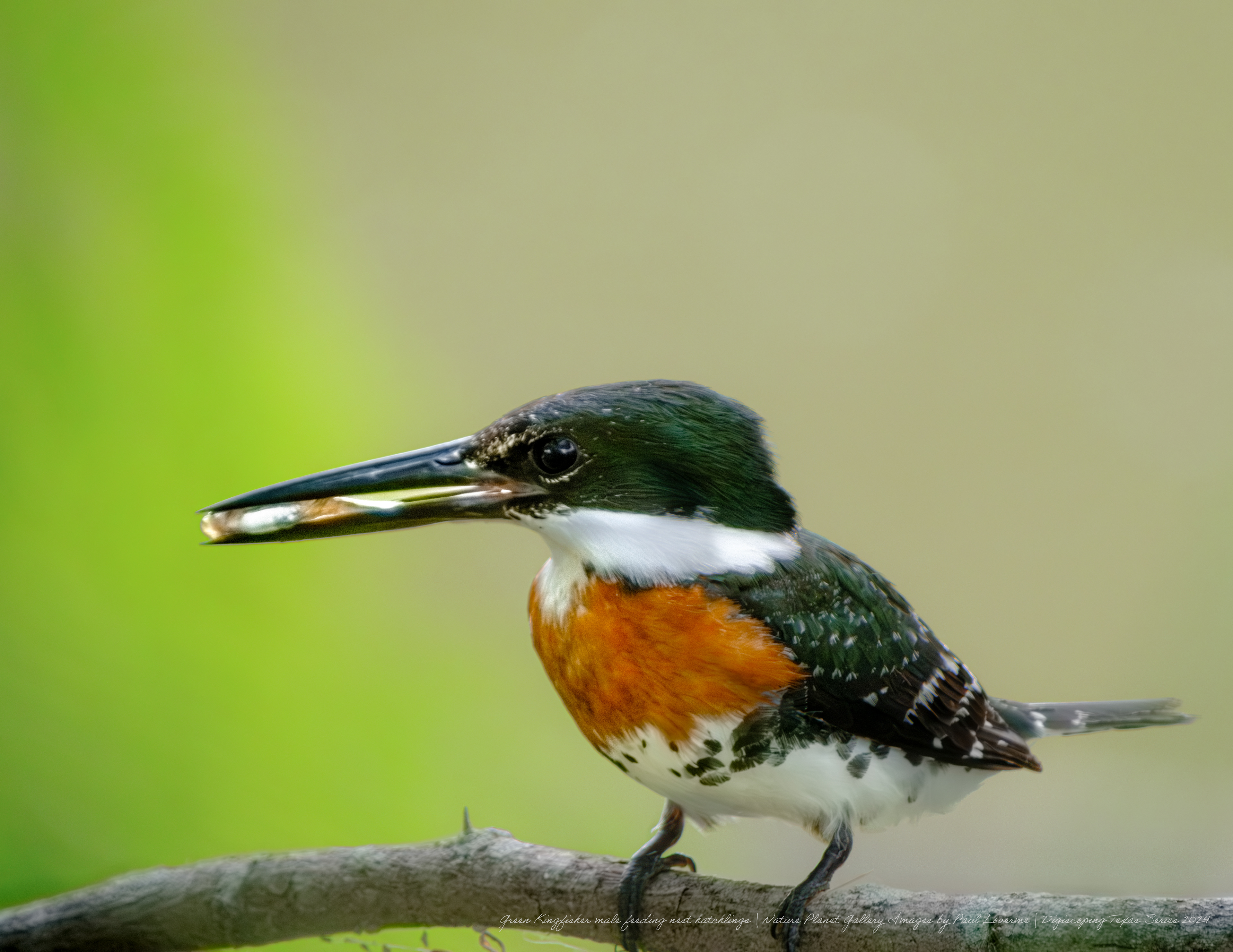 nature Planet - Green Kingfisher - male
