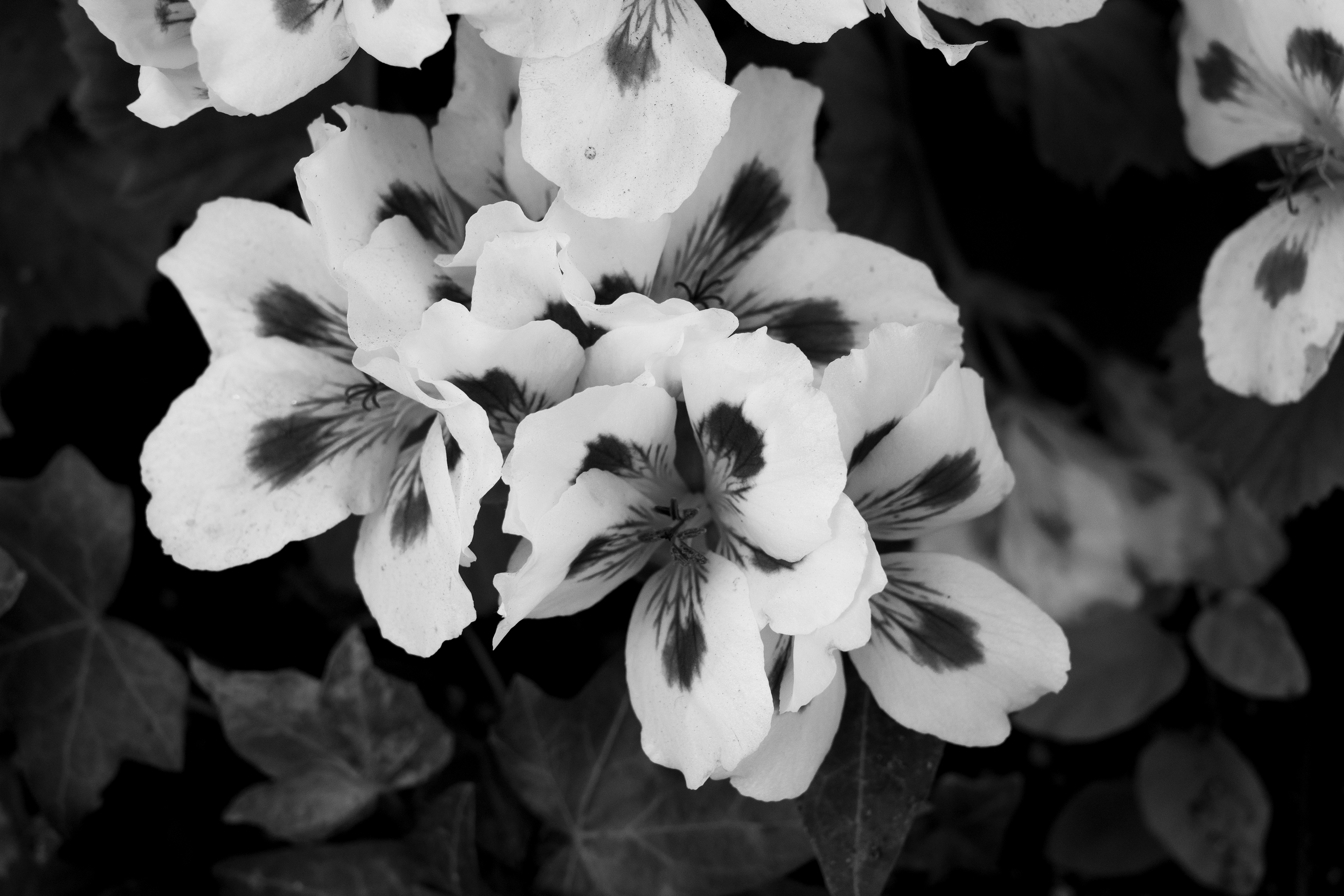 Light, shadow, and petals