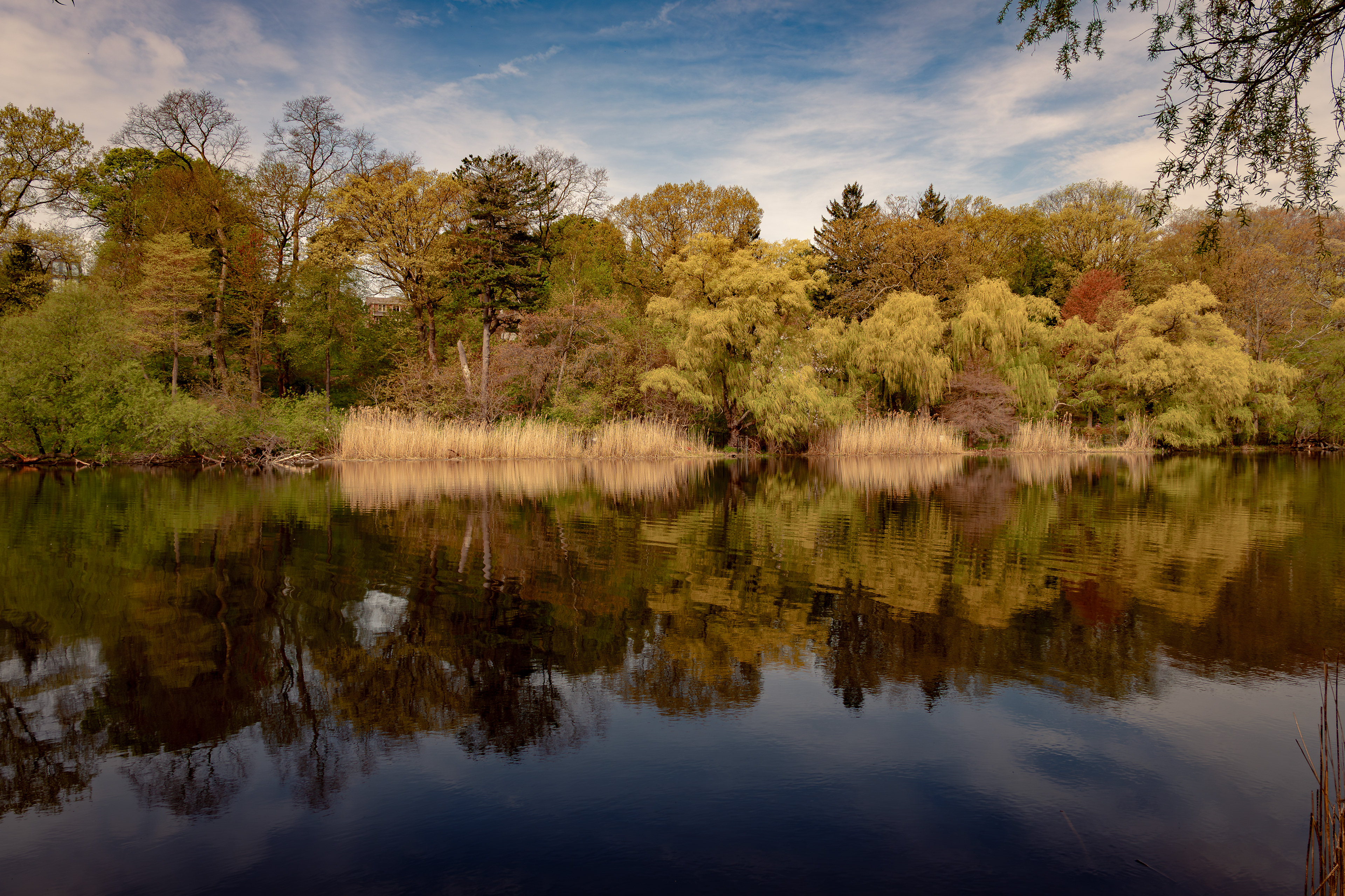 Tranquil reflections along Grenadier Pond, High Park.