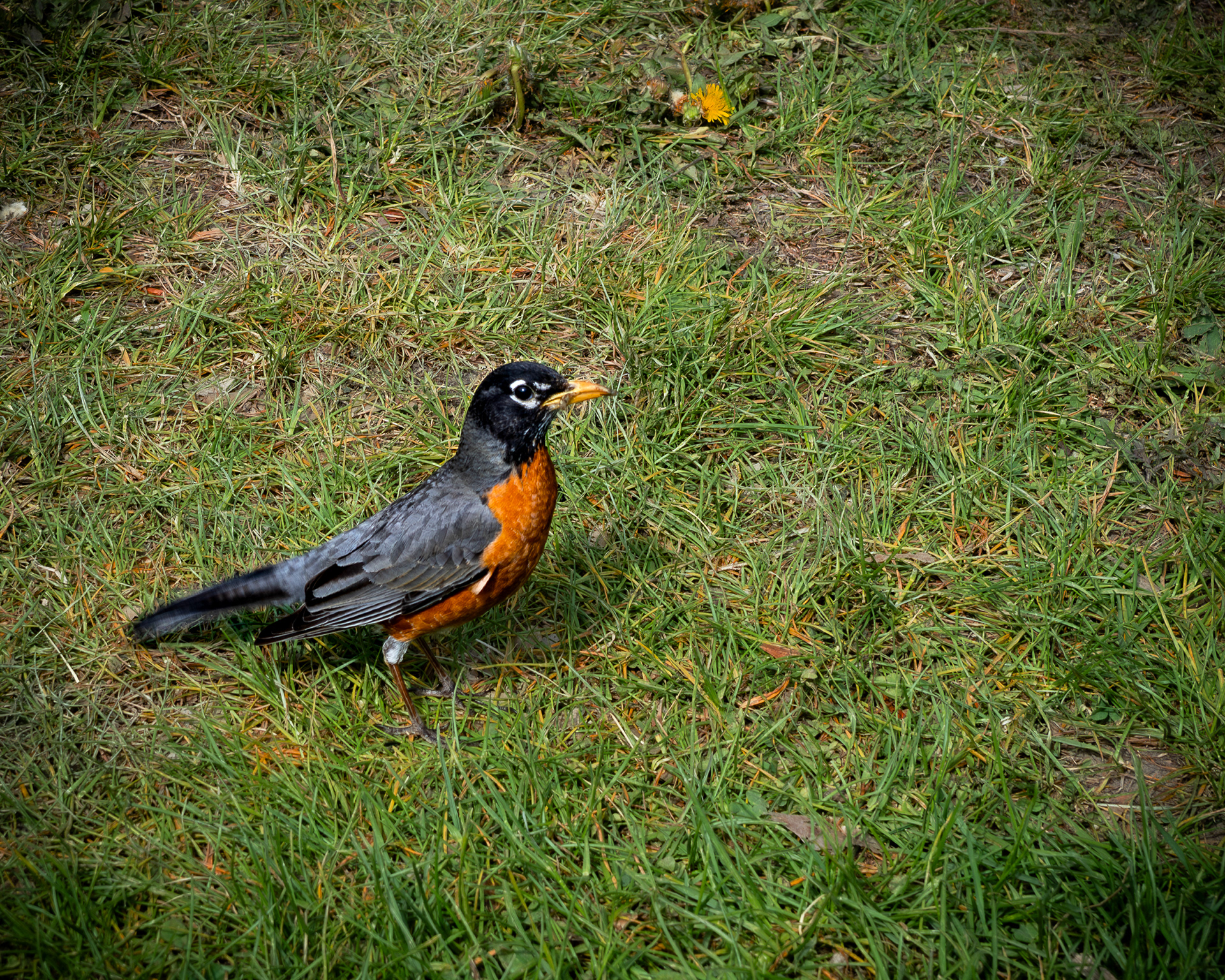 American Robins spotted in High Park—one perched among early buds, the other foraging on the grass