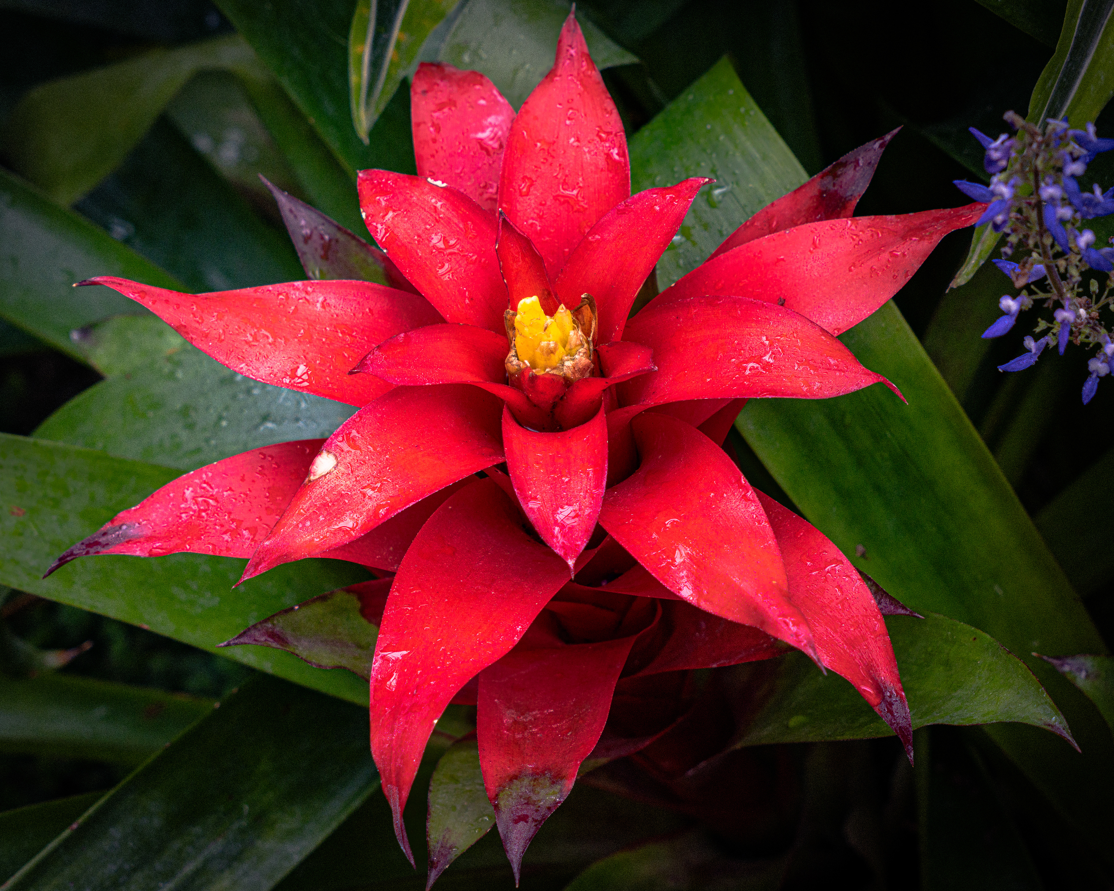 Color or classic? A stunning bromeliad seen two ways 