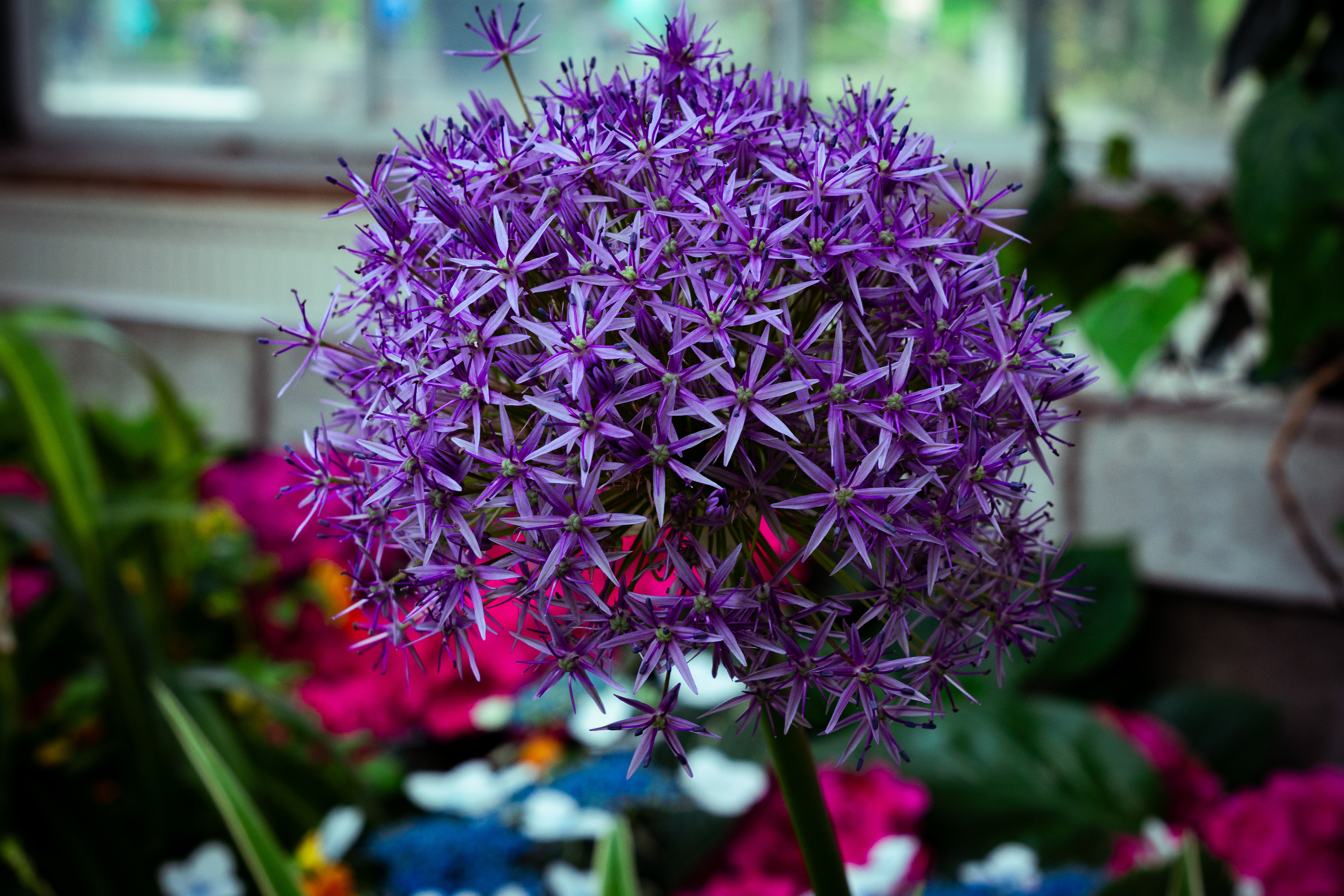 A little purple firework.