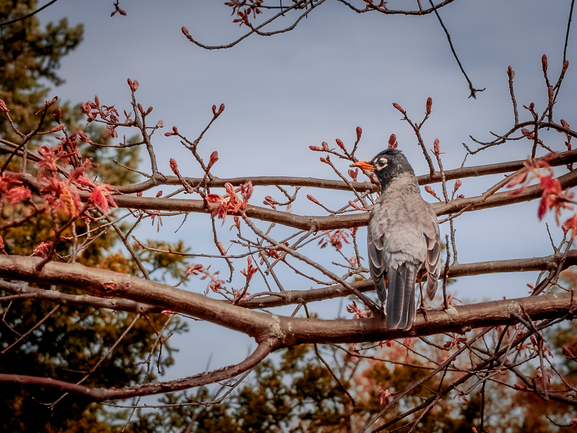 American Robins spotted in High Park—one perched among early buds, the other foraging on the grass