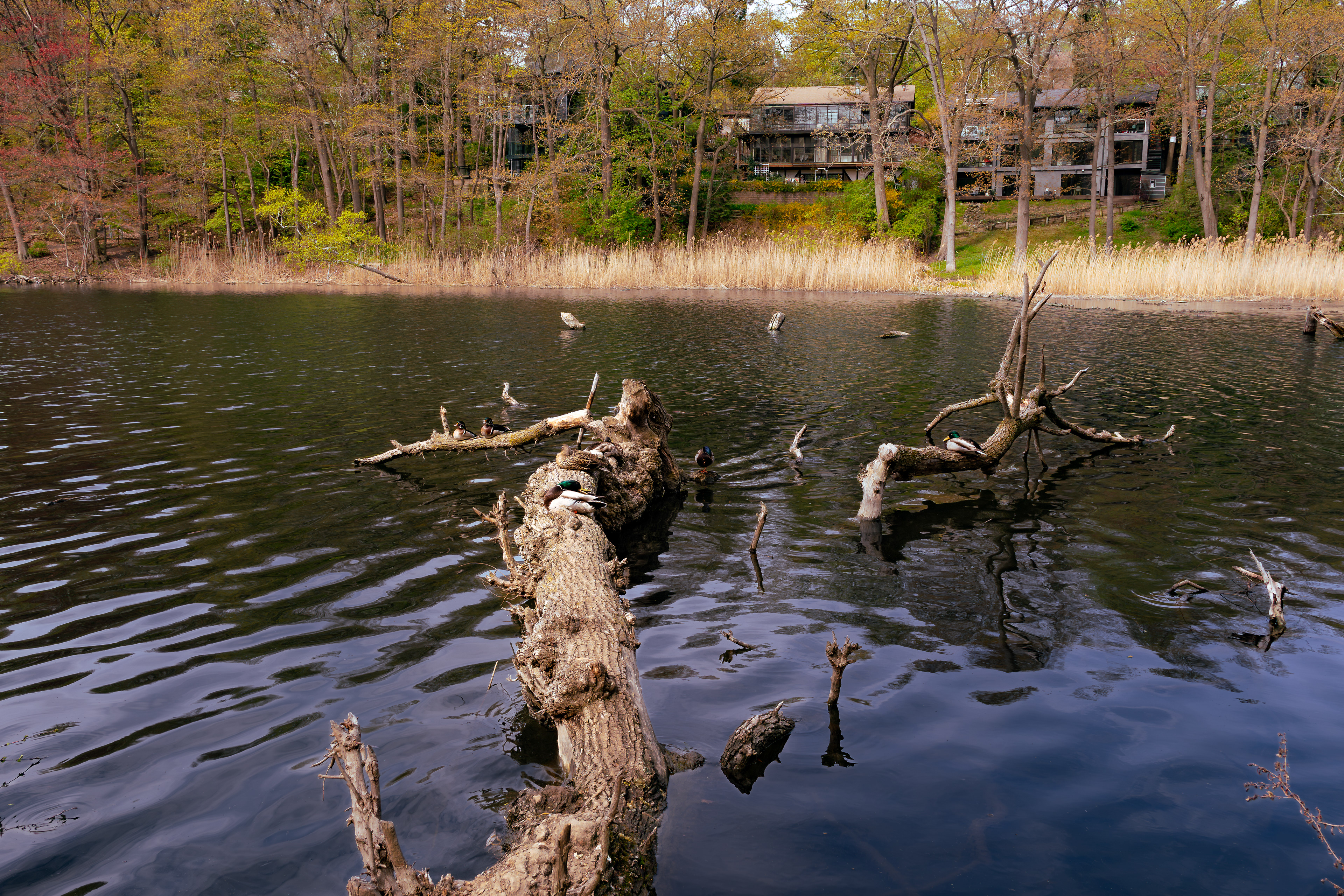At first glance, just a quiet pond. But if you look a little closer... you'll find it's the local duck hangout. Swipe to see the whole crew enjoying their private log lounge