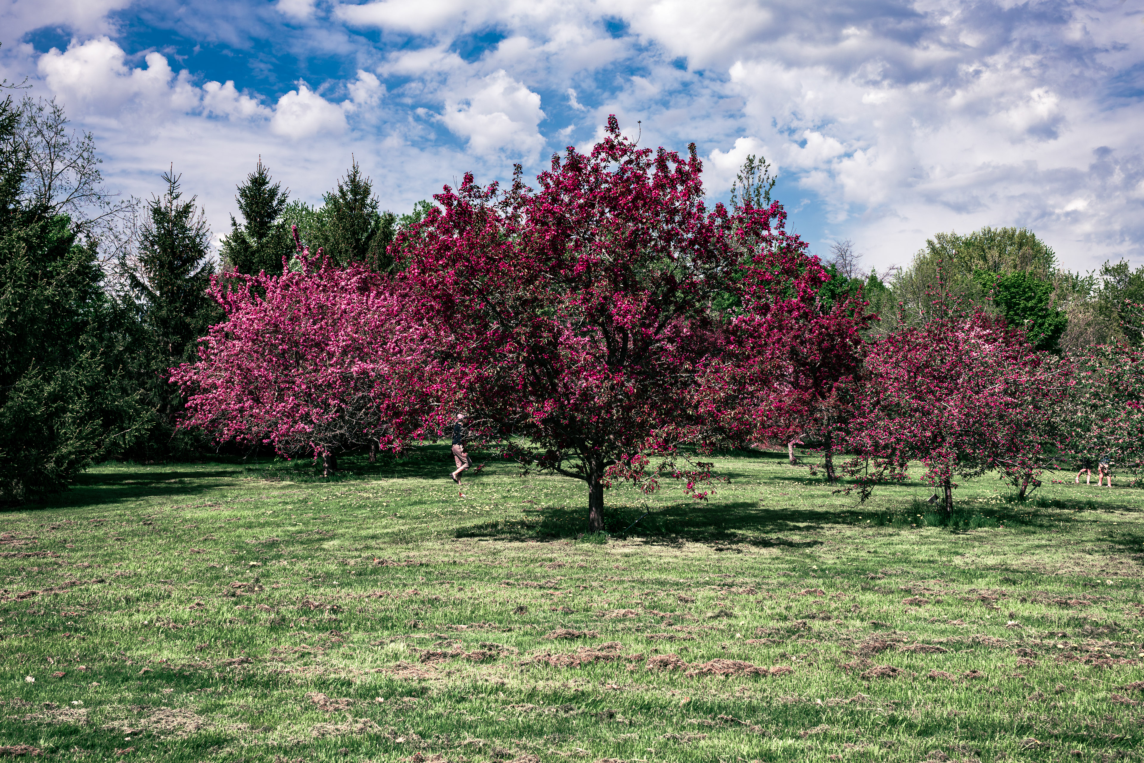 Dominion Arboretum