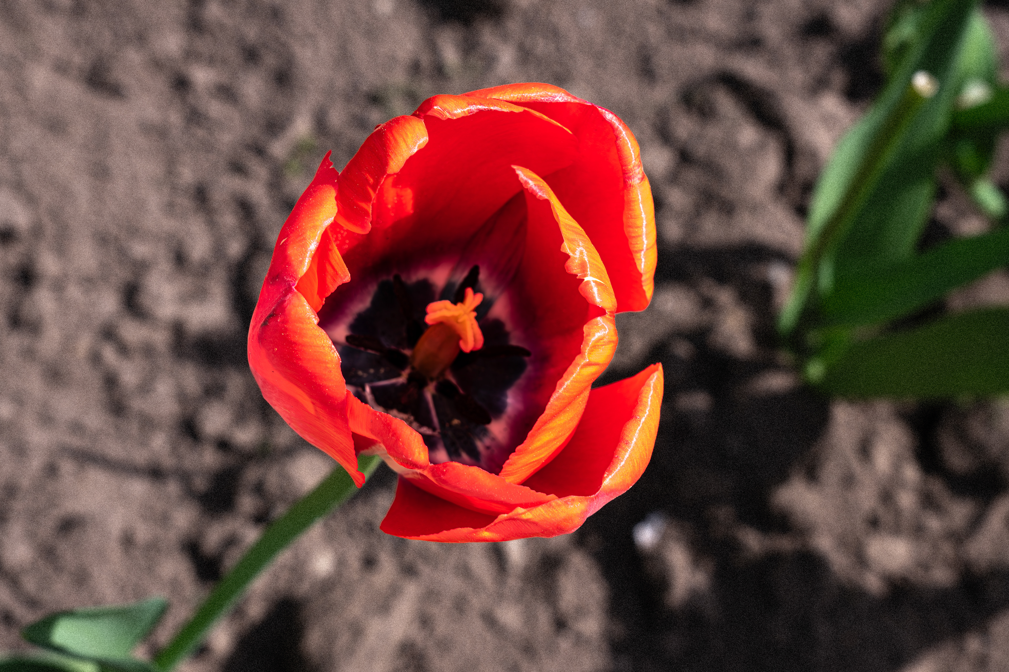 Close-up of a tulip in full bloom, captured at Niagara Parks