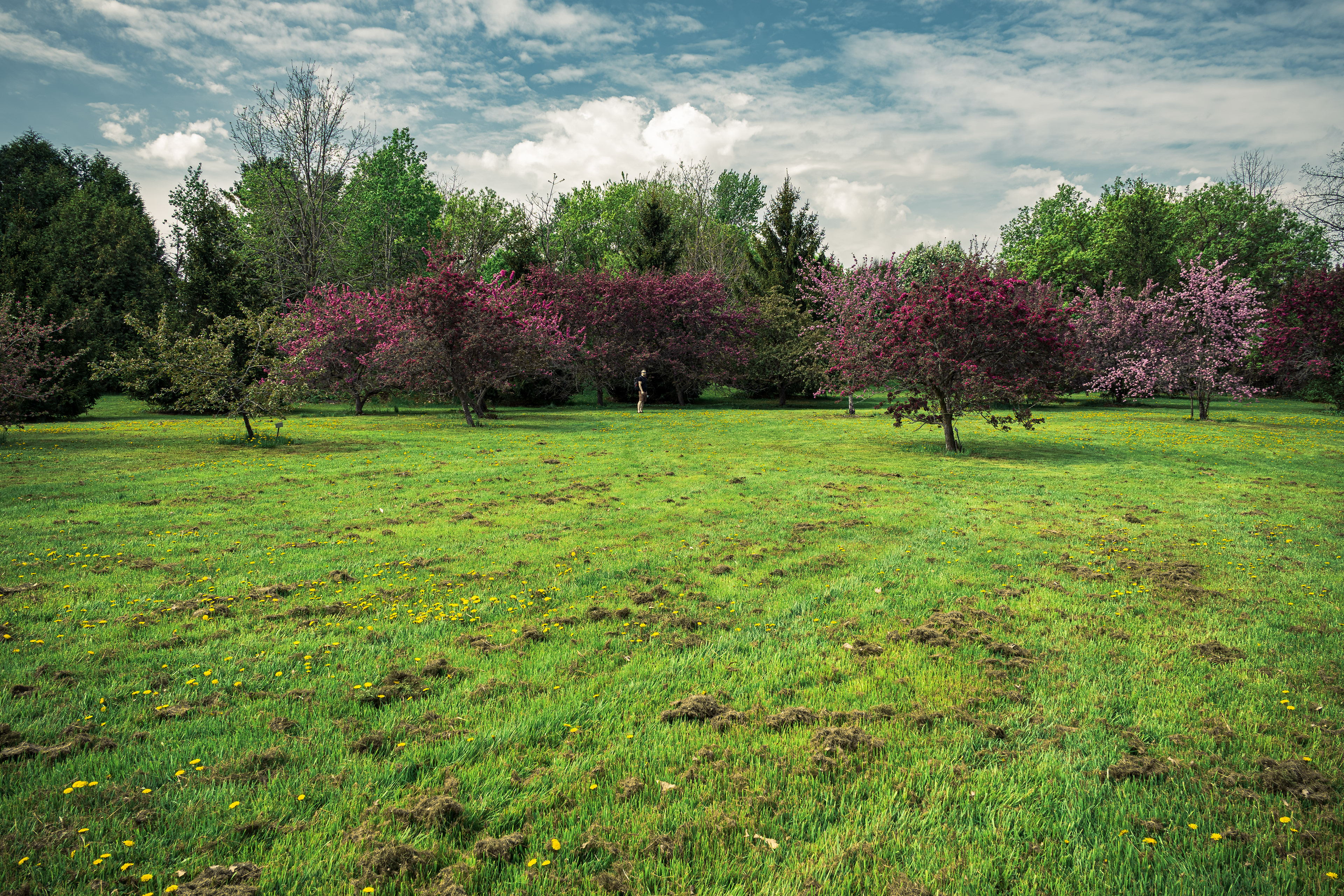A spring stroll through Dominion Arboretum