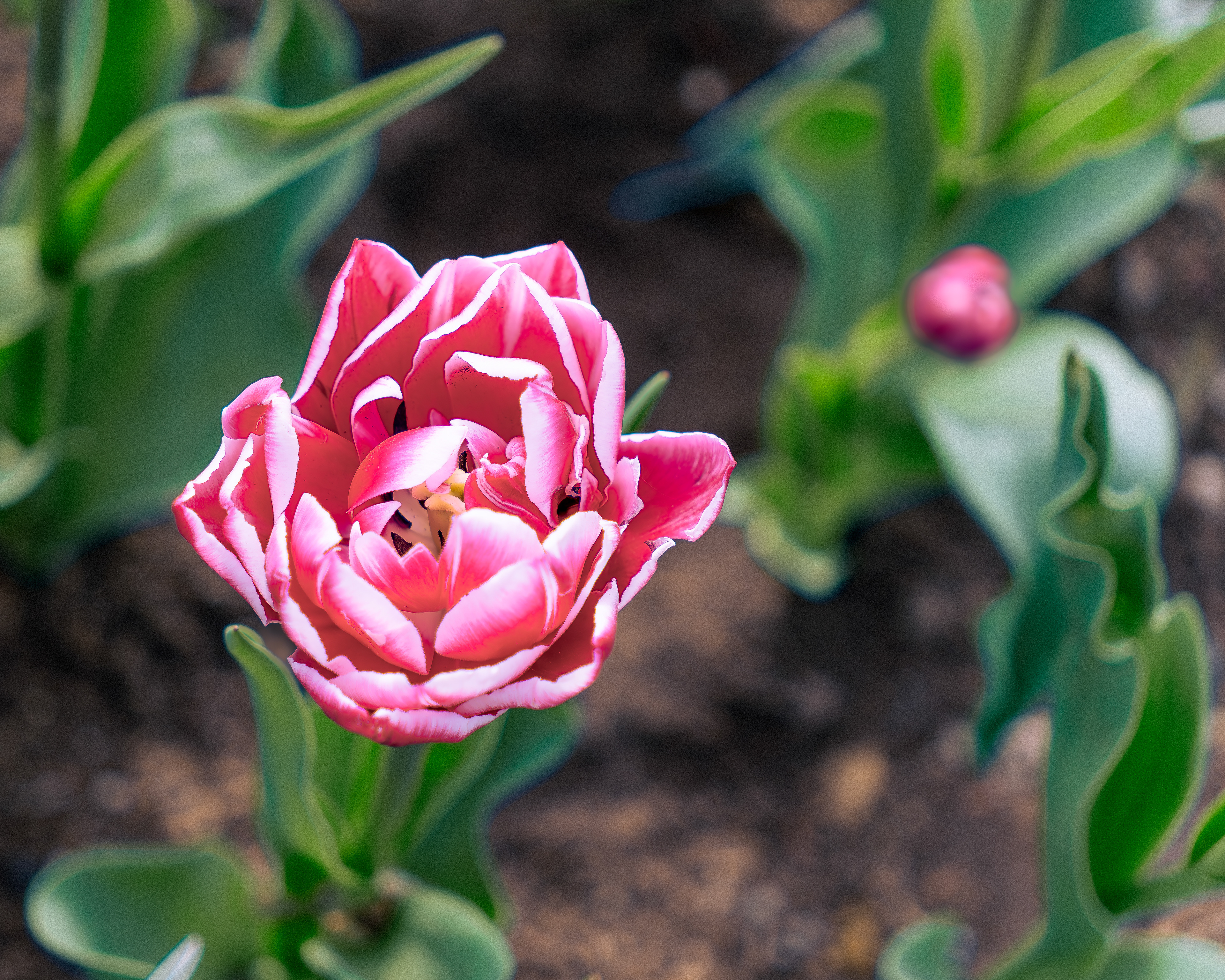 High Park’s tulip season in focus.