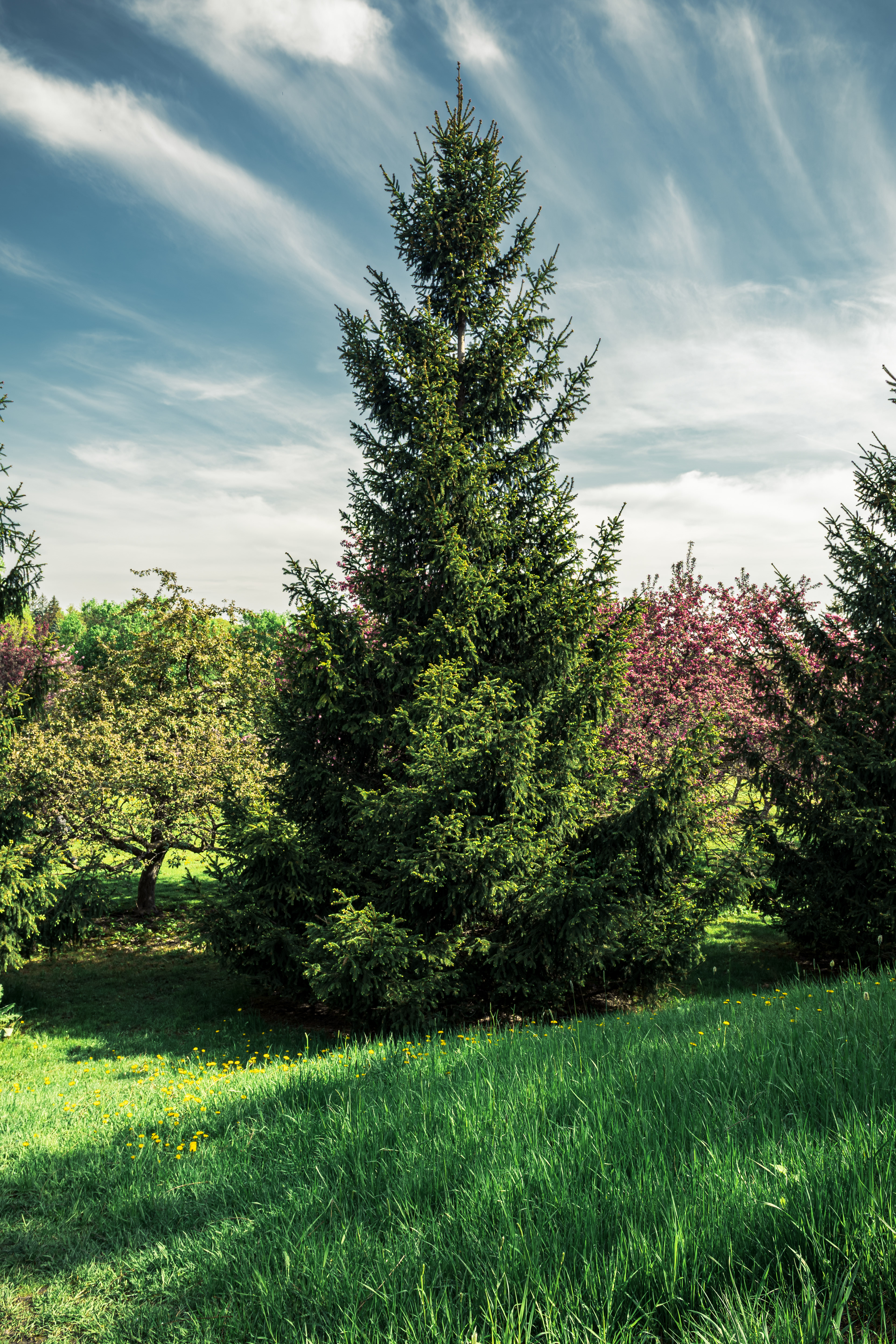 Dominion Arboretum