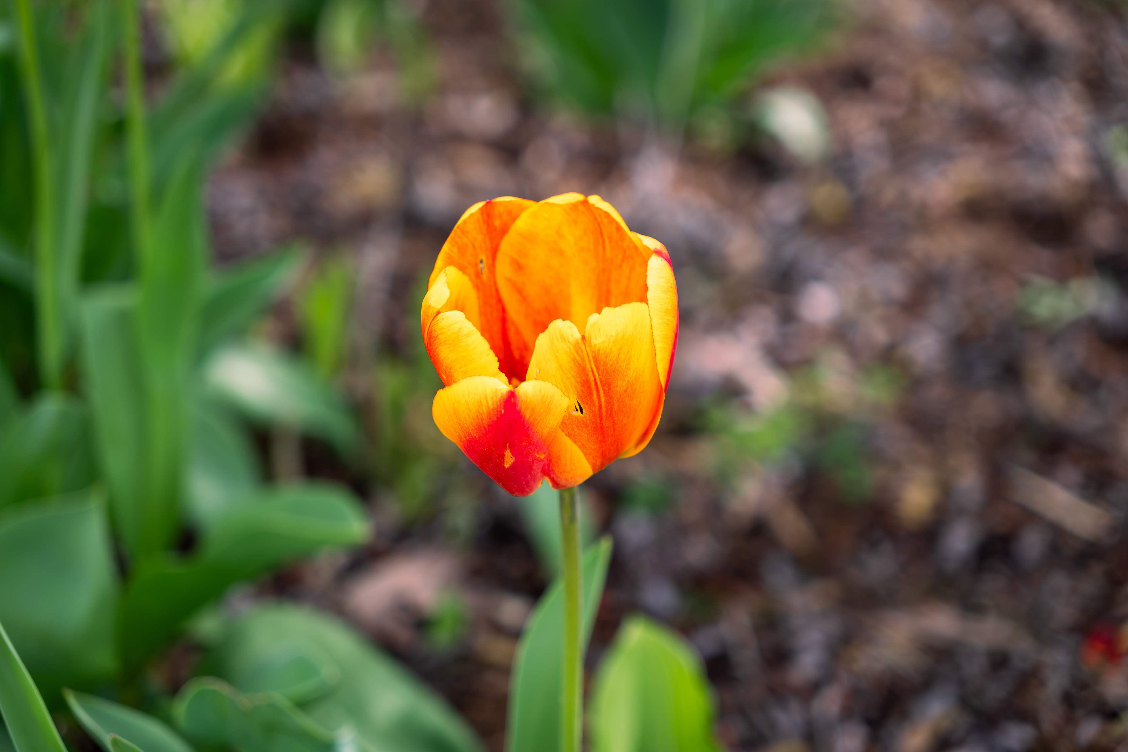 A vibrant orange tulip blooming brightly in the spring sun