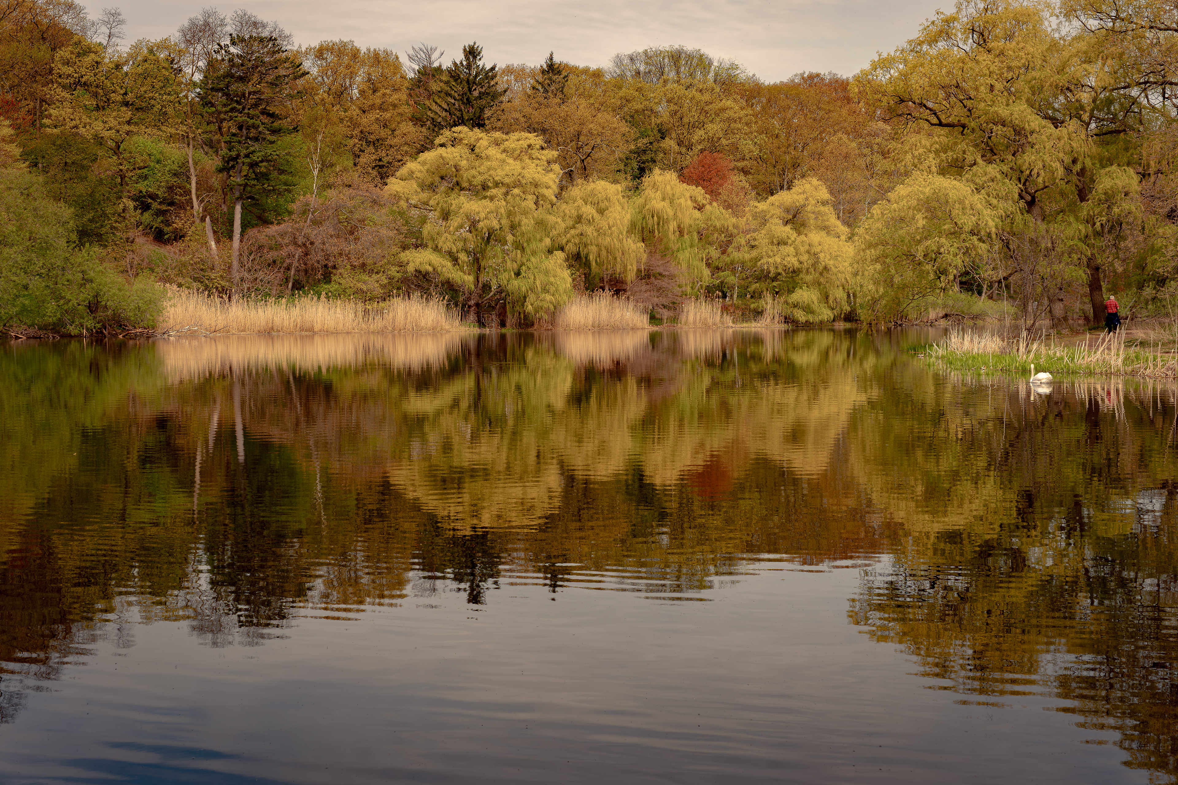 Tranquil reflections along Grenadier Pond, High Park.