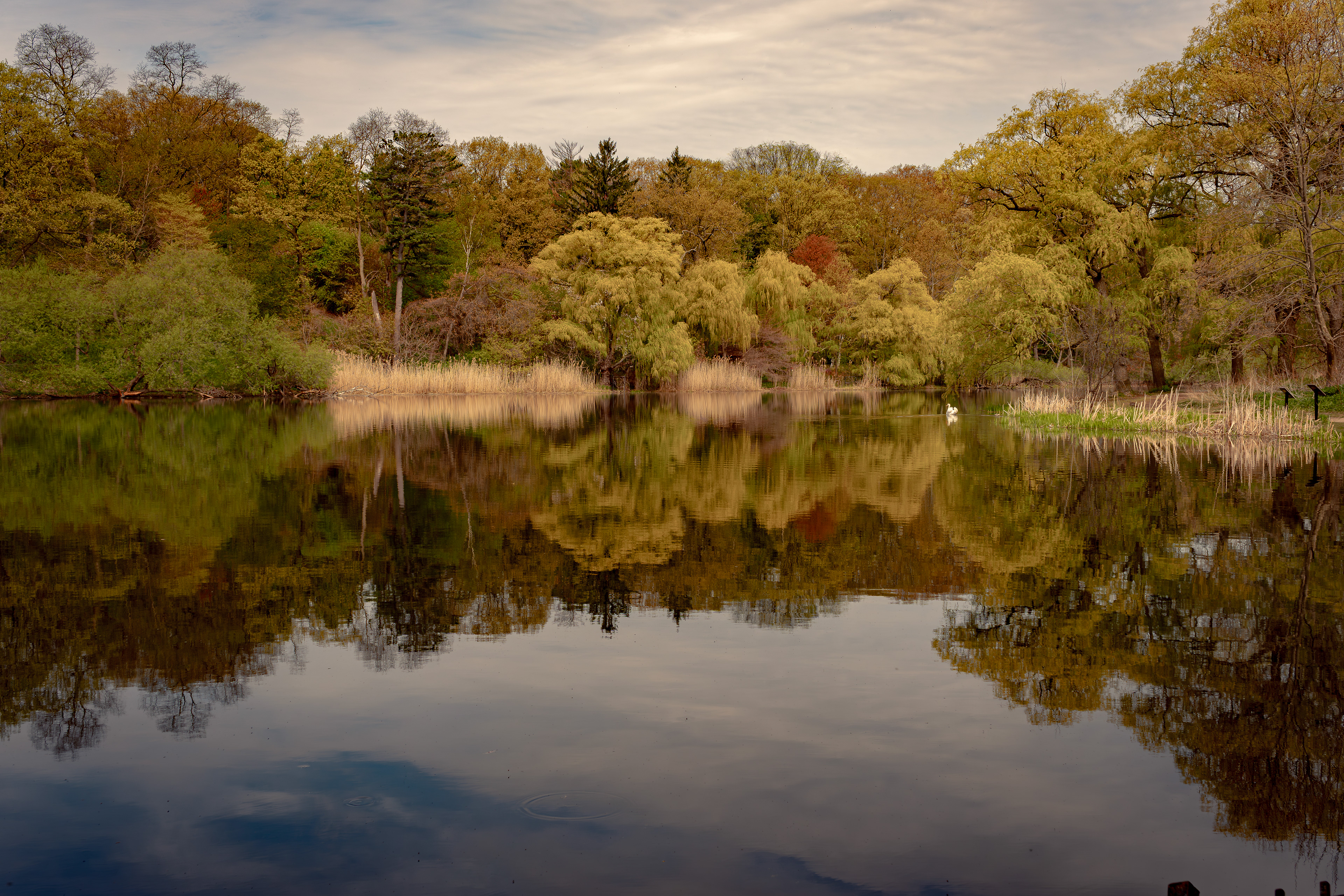 Tranquil reflections along Grenadier Pond, High Park.