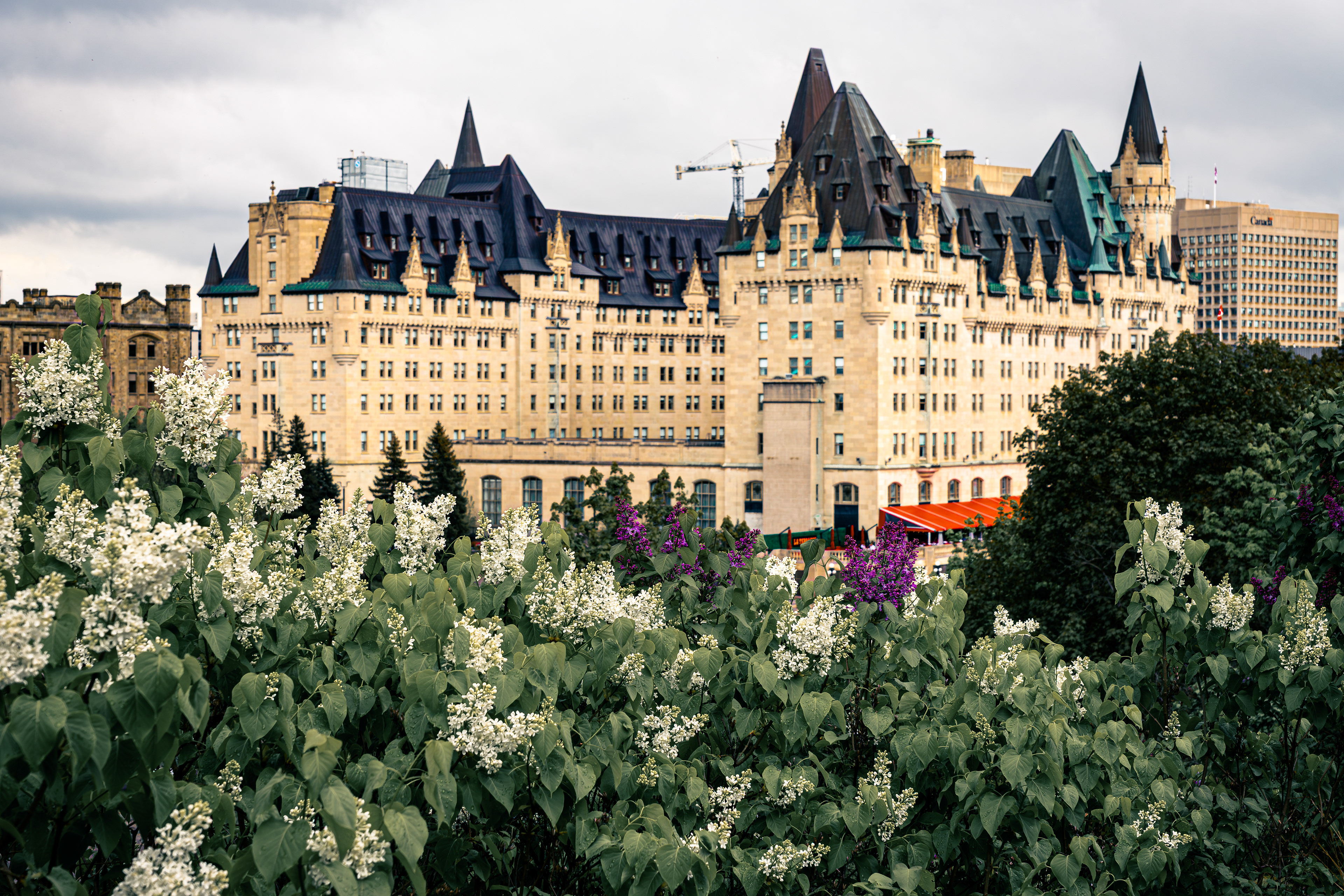 The Château Laurier standing tall behind a sea of lilacs