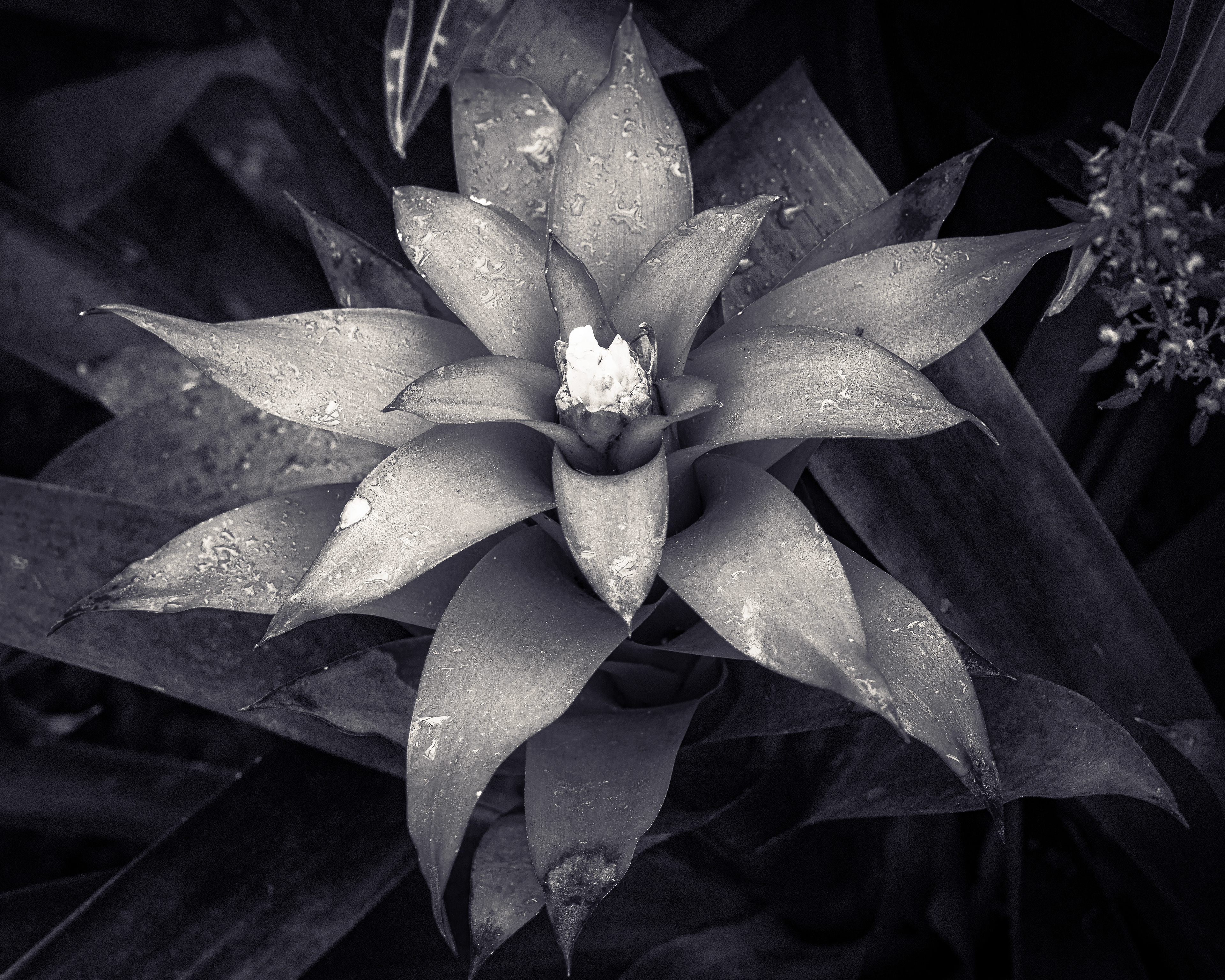 Color or classic? A stunning bromeliad seen two ways 