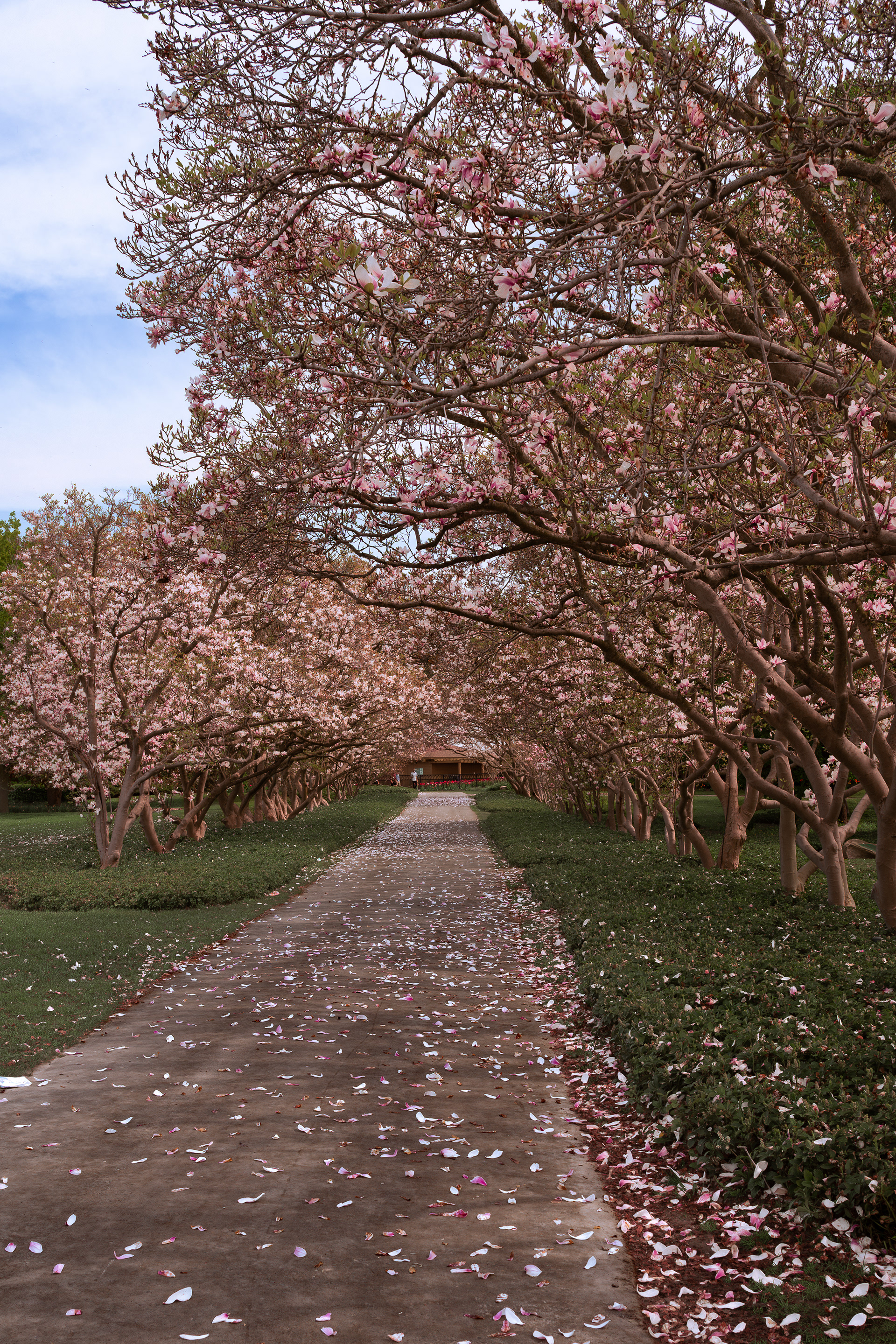 Blossoms in bloom along the Magnolia Path – Niagara Falls Botanical Gardens.