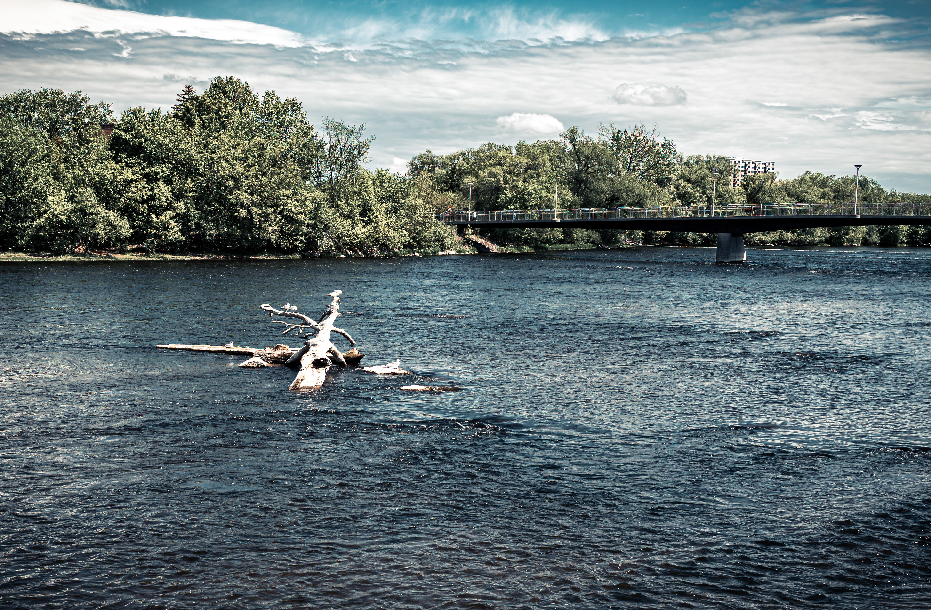 A lone driftwood log anchored in the Rideau River