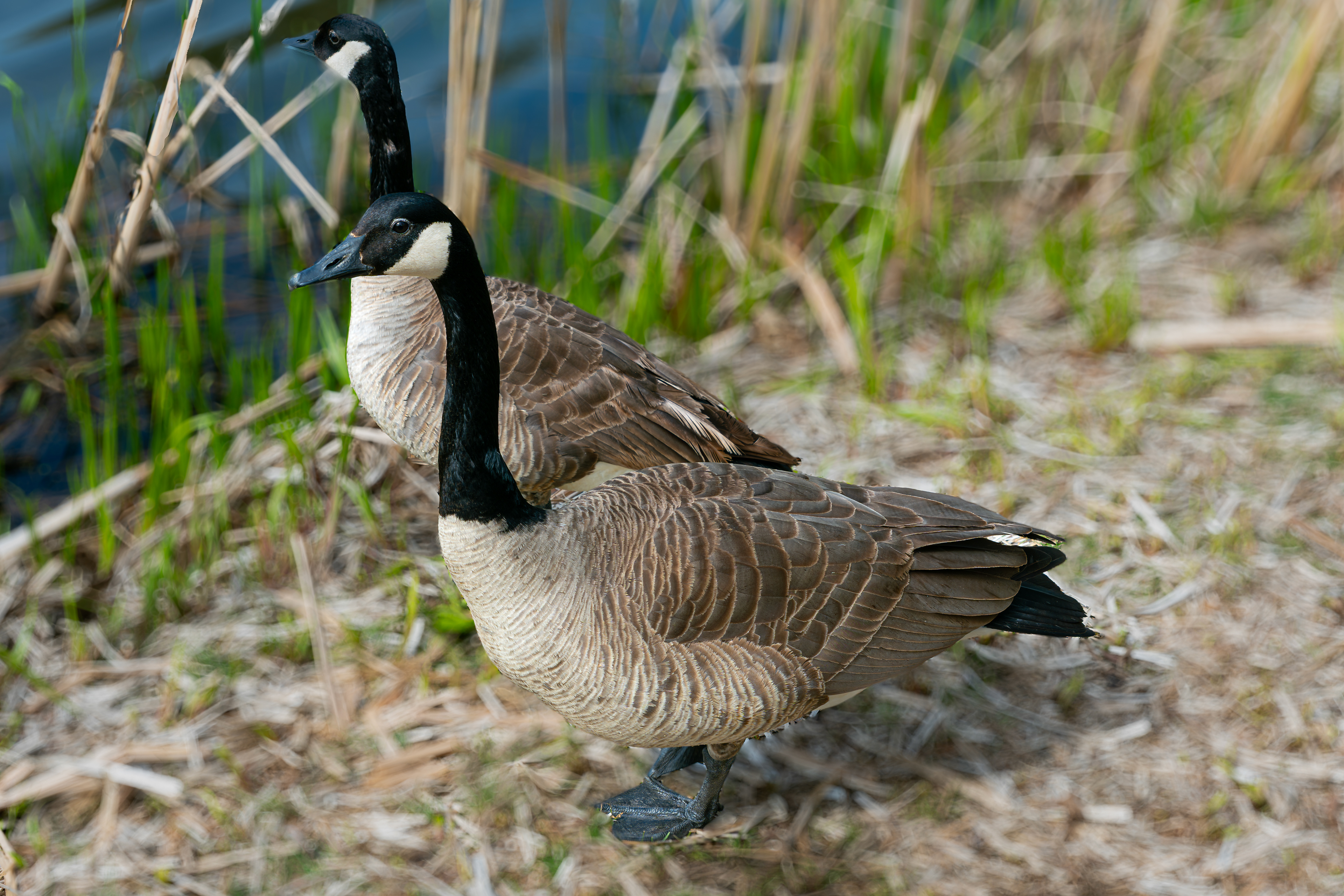Canada Geese by the water’s edge at High Park