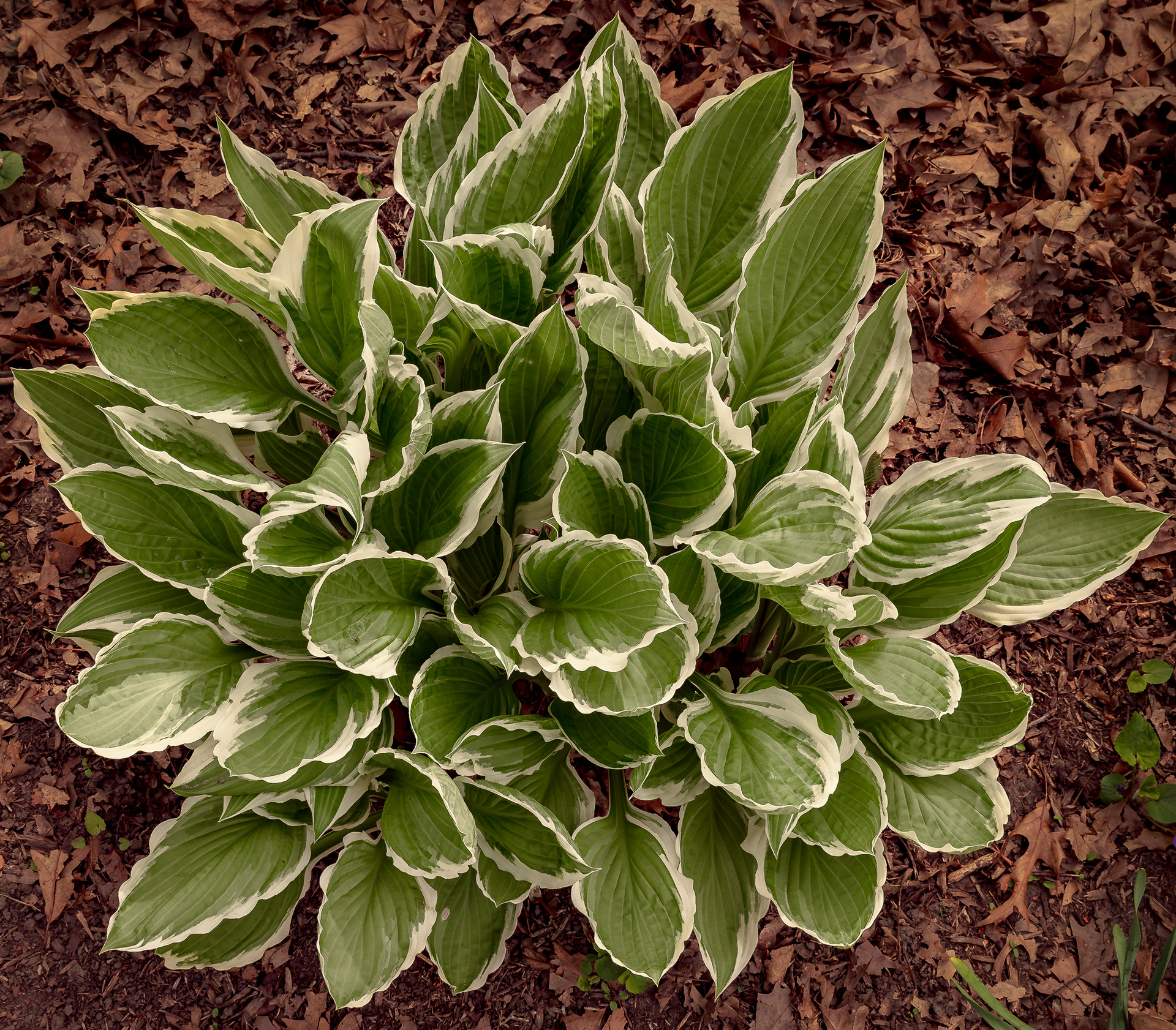 Symmetry in nature – a vibrant hosta surrounded by fallen leaves.