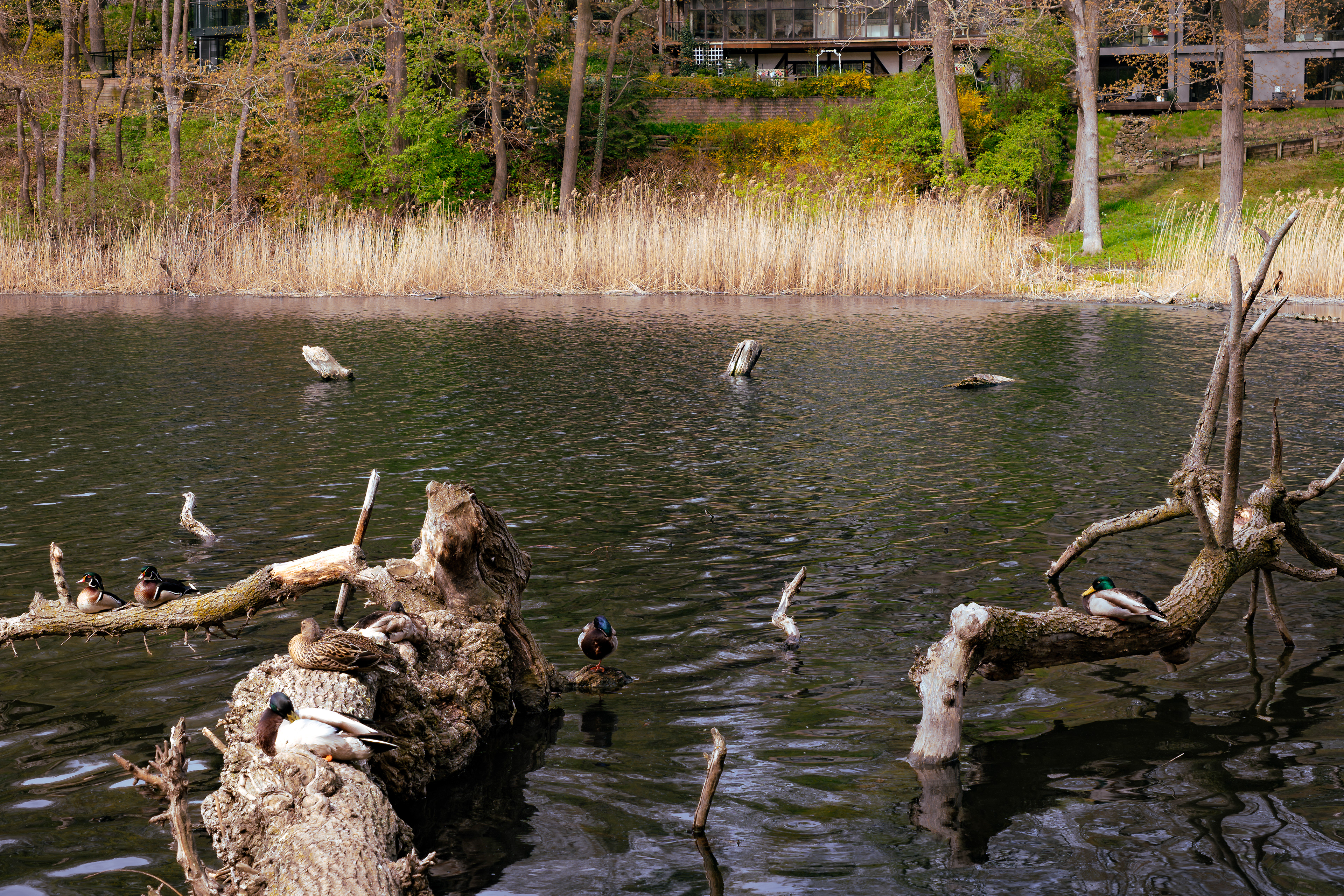 At first glance, just a quiet pond. But if you look a little closer... you'll find it's the local duck hangout. Swipe to see the whole crew enjoying their private log lounge