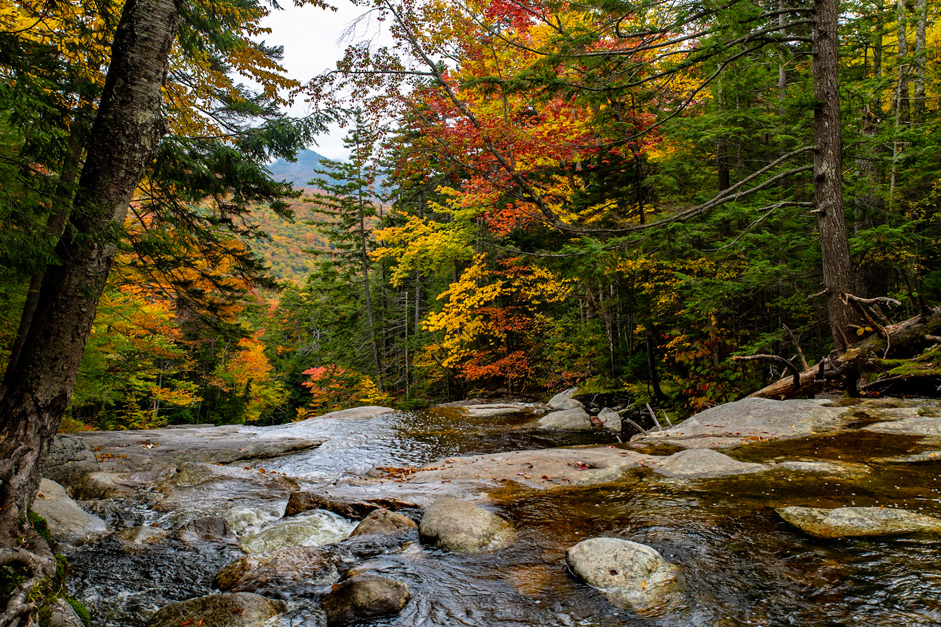 Fall Color