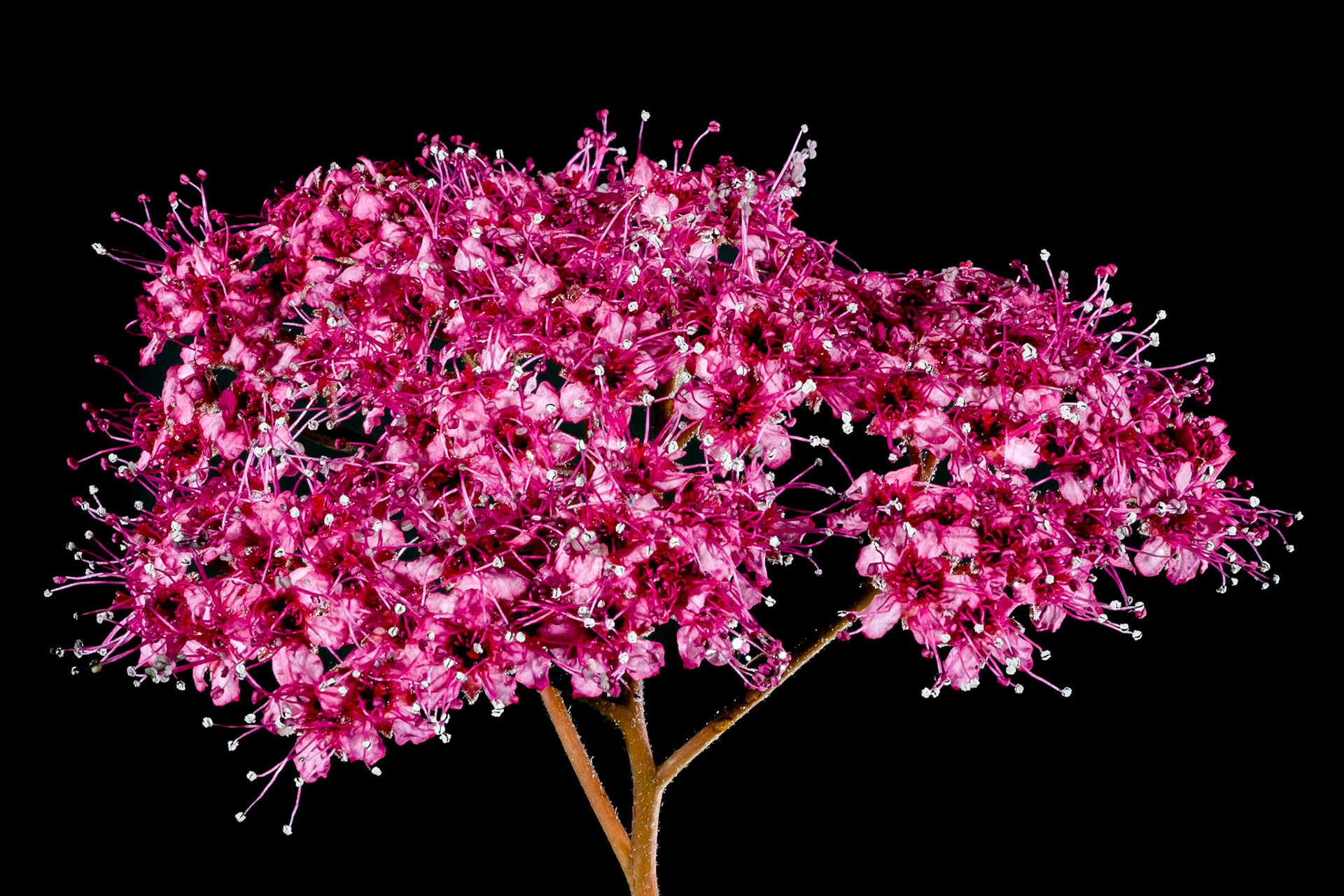 Red Flowers on a bush