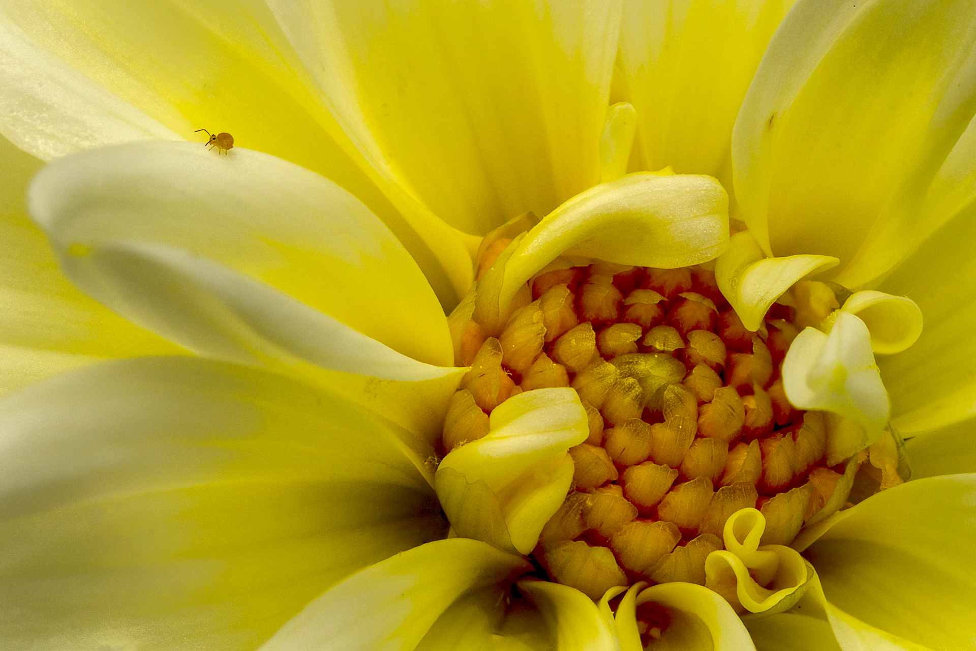 A friend crawls along a Dahlia looking for food