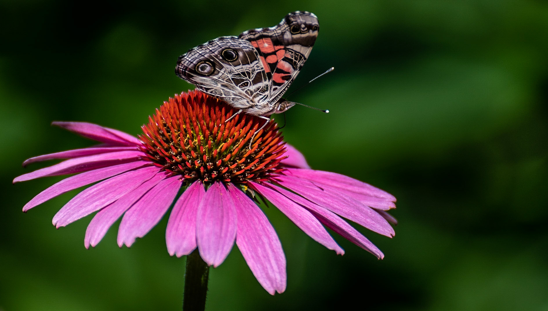 A Monarch Butterfly grabs nectar from a flower