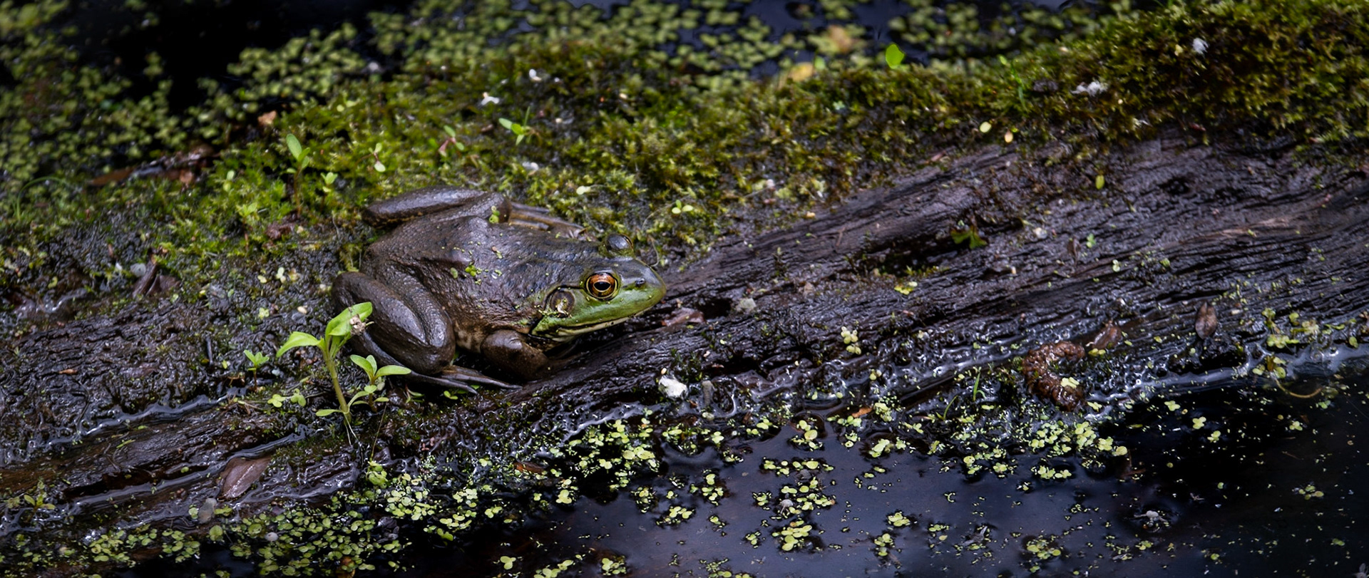 Bullfrog