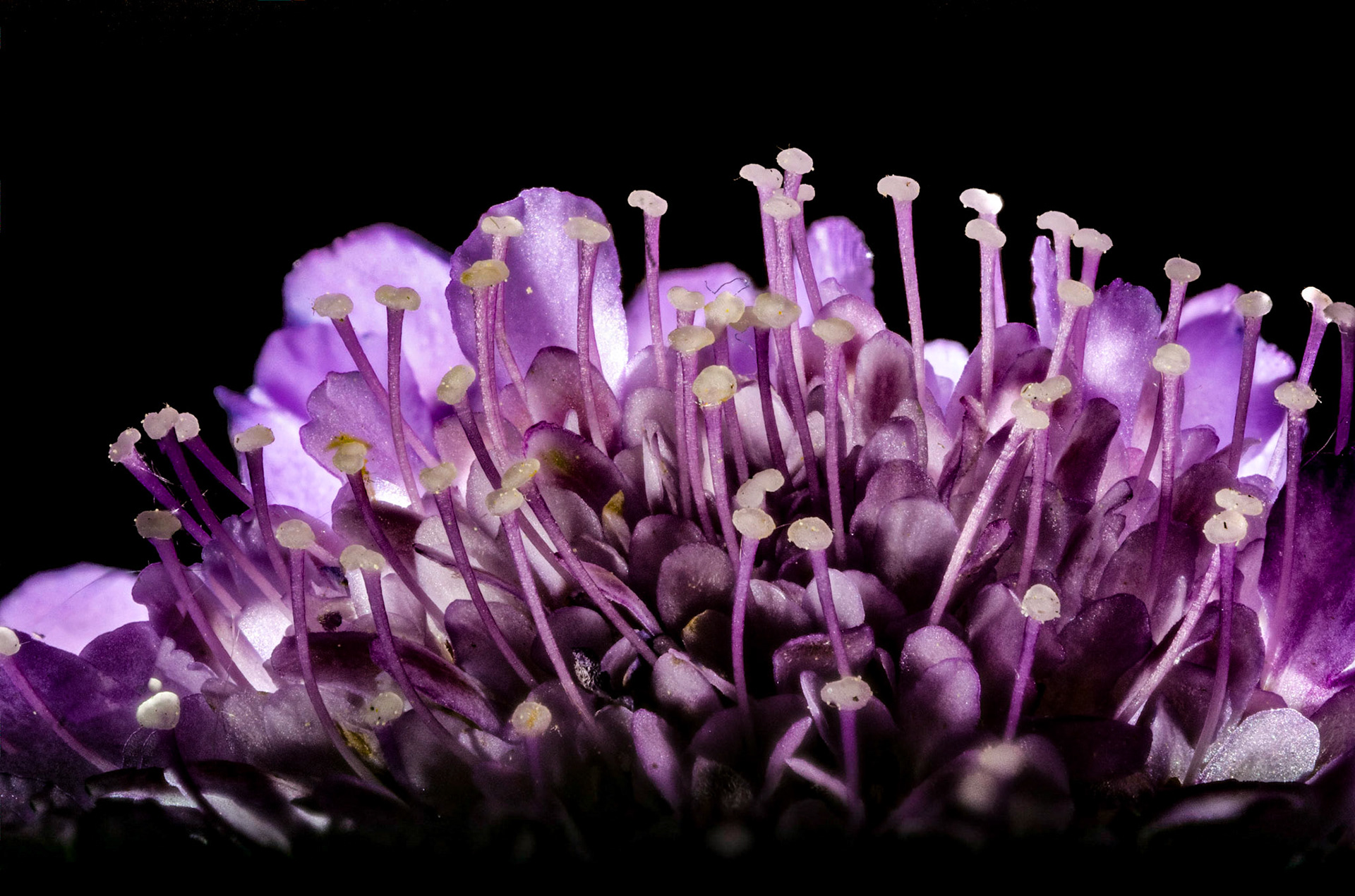 Closeup Pincushion  Flower