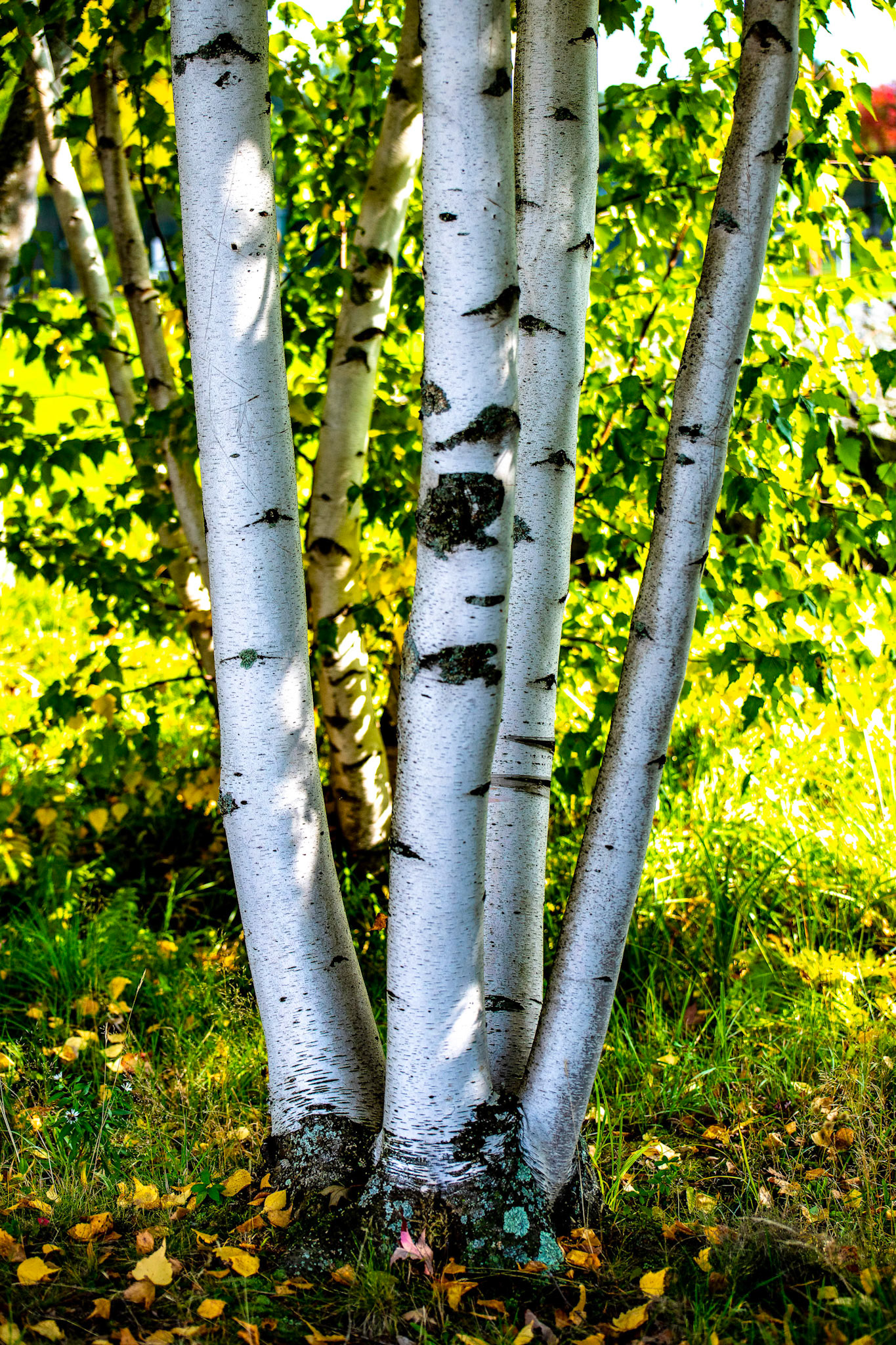 Birch Tree