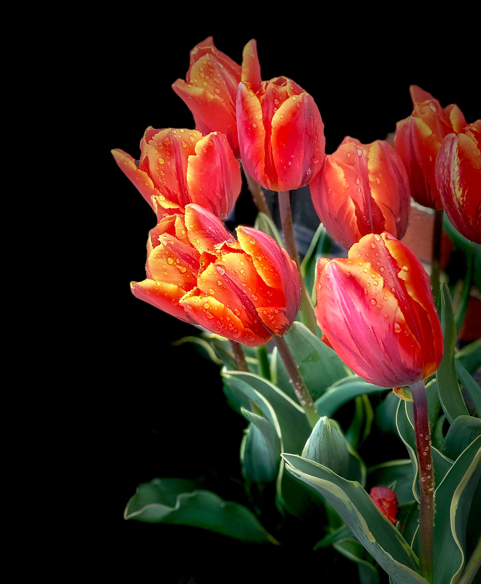 Tulips bloom after a little rain in Portsmouth, NH
