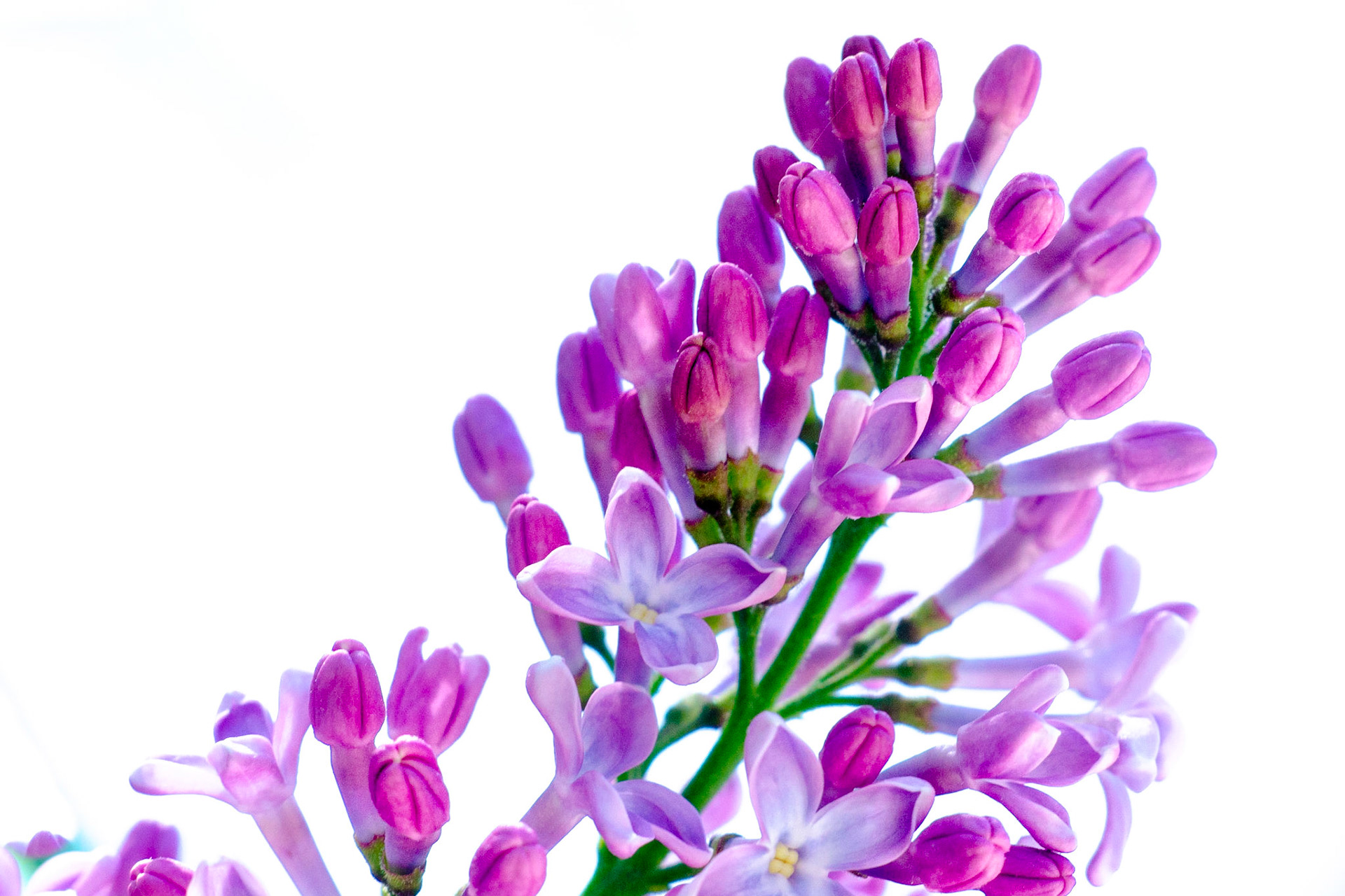 Lilacs in bloom on Cape Cod
