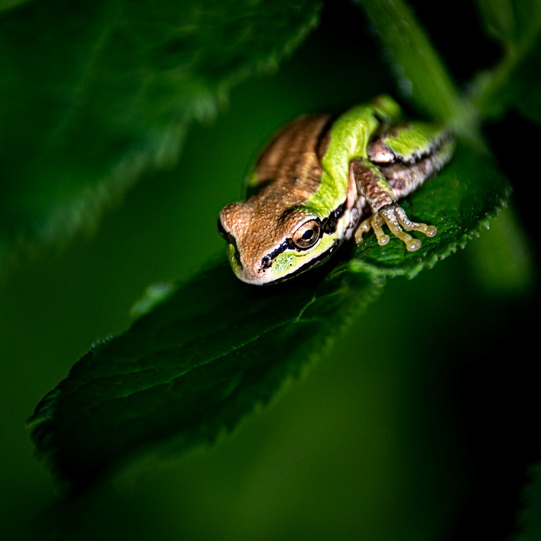 Tree Frog