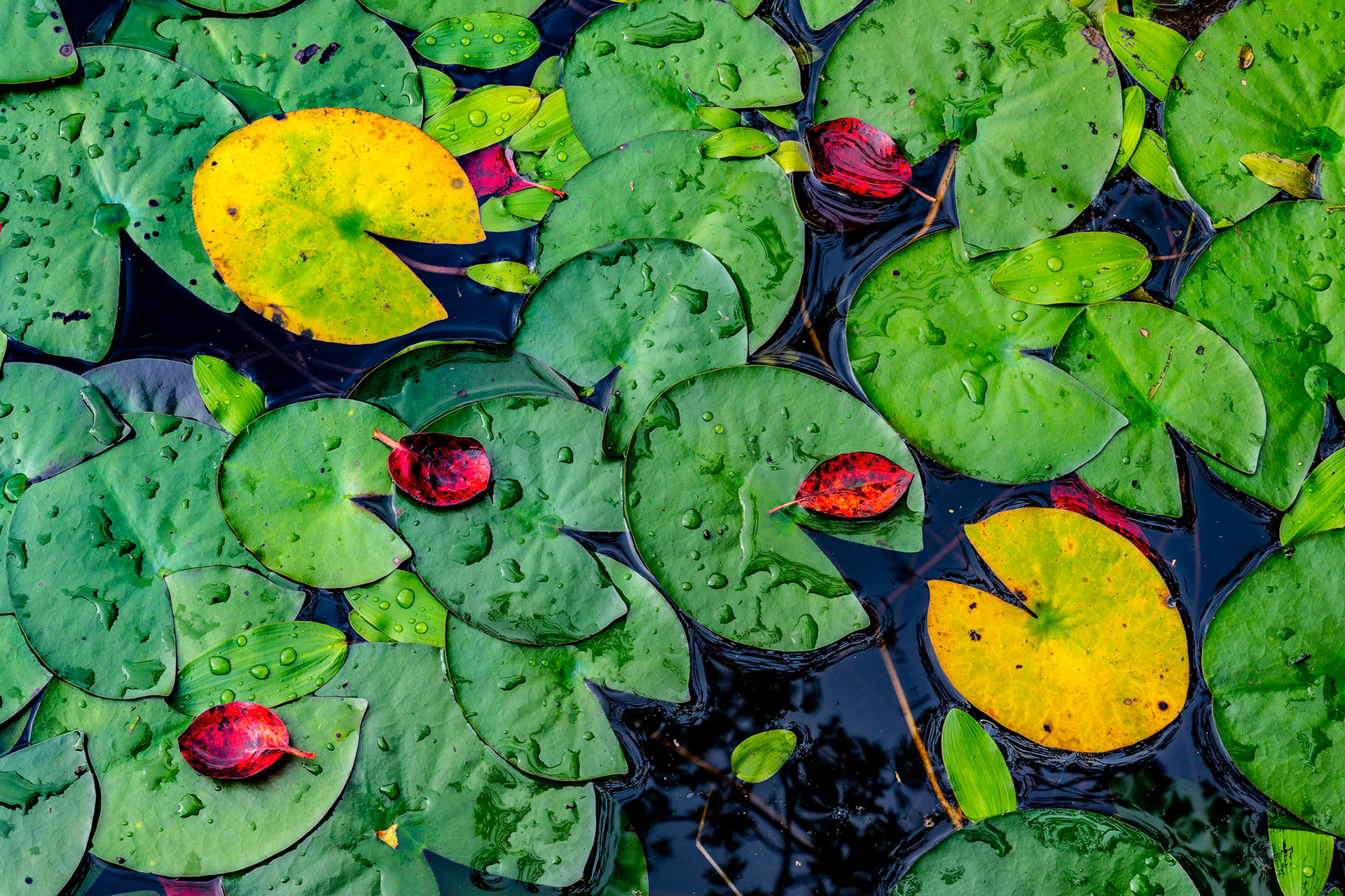 Like little Pac-Men, the lily pads sport fall colors