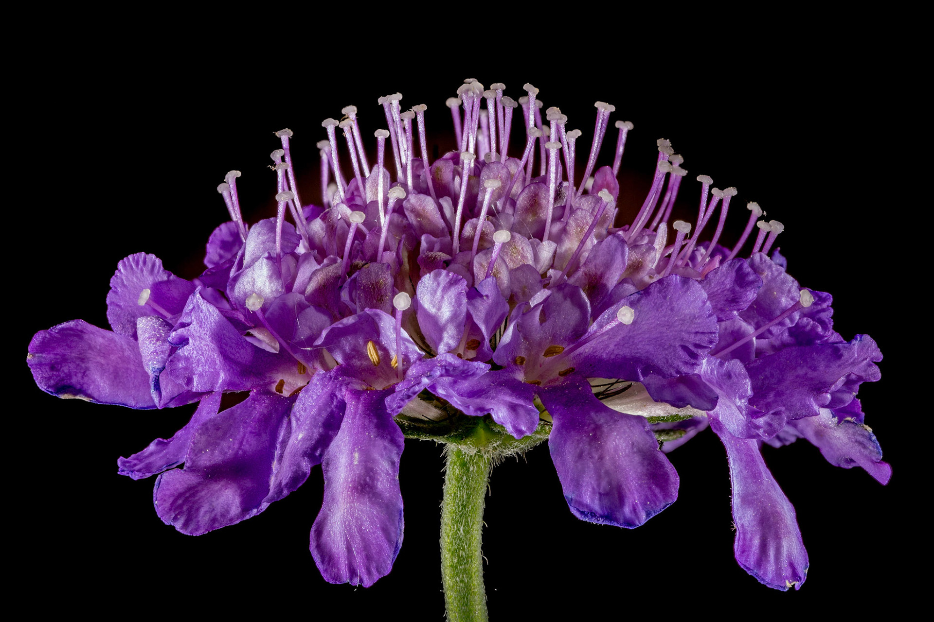 Pincushion Flower