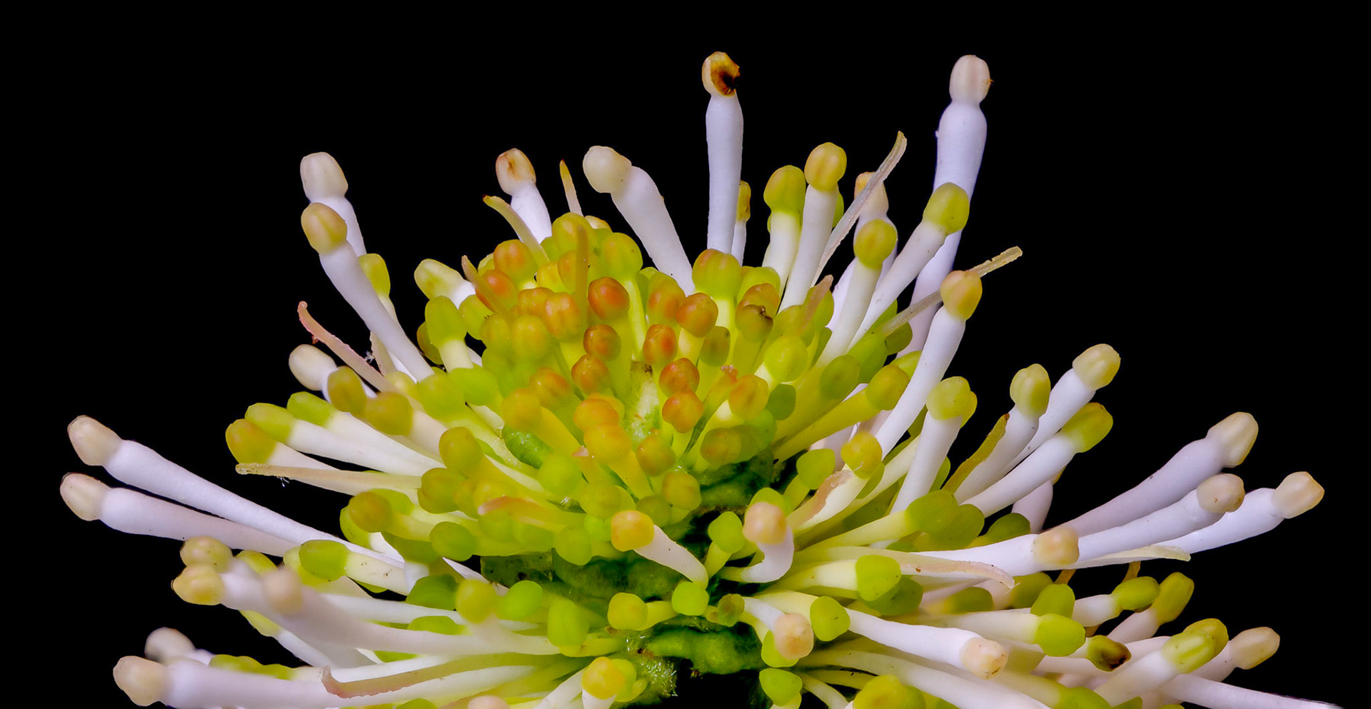 A Mount Airy Fothergilla bloom.
