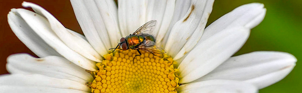 A fly gets some nectar from a Shasta Daisy