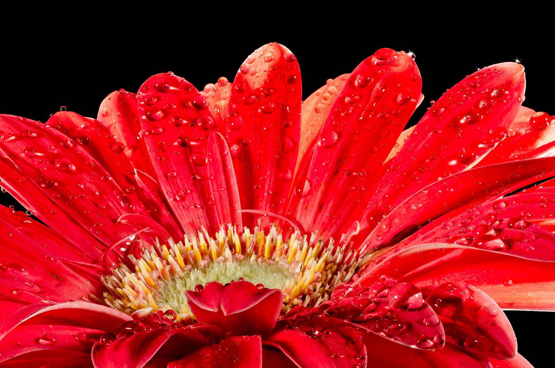 Gerber Daisy
